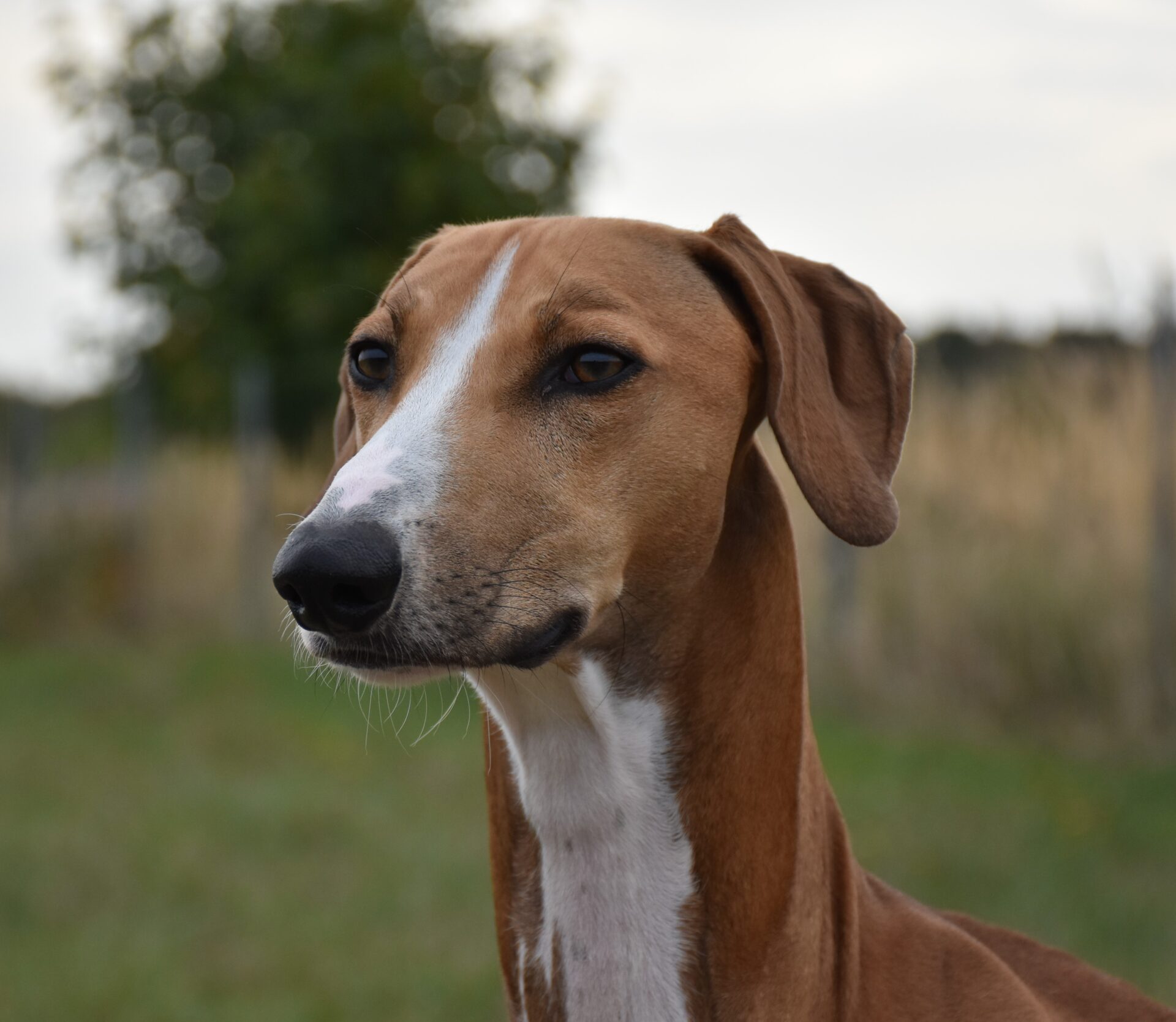 Azawakh Cayyat Ehen-n-ma