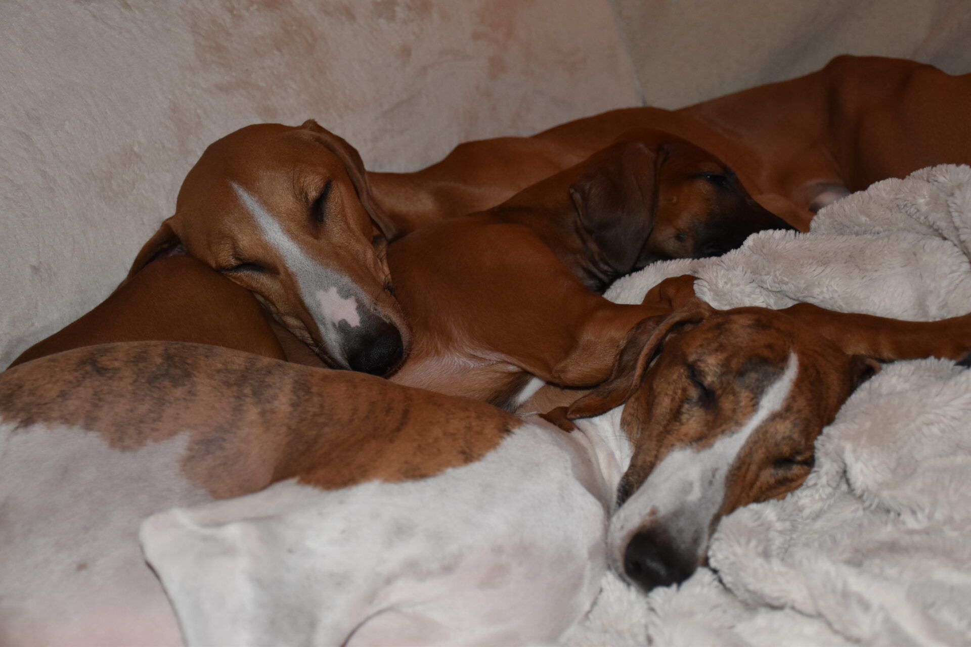 Alle drei Azawakh auf dem Sofa schlafend