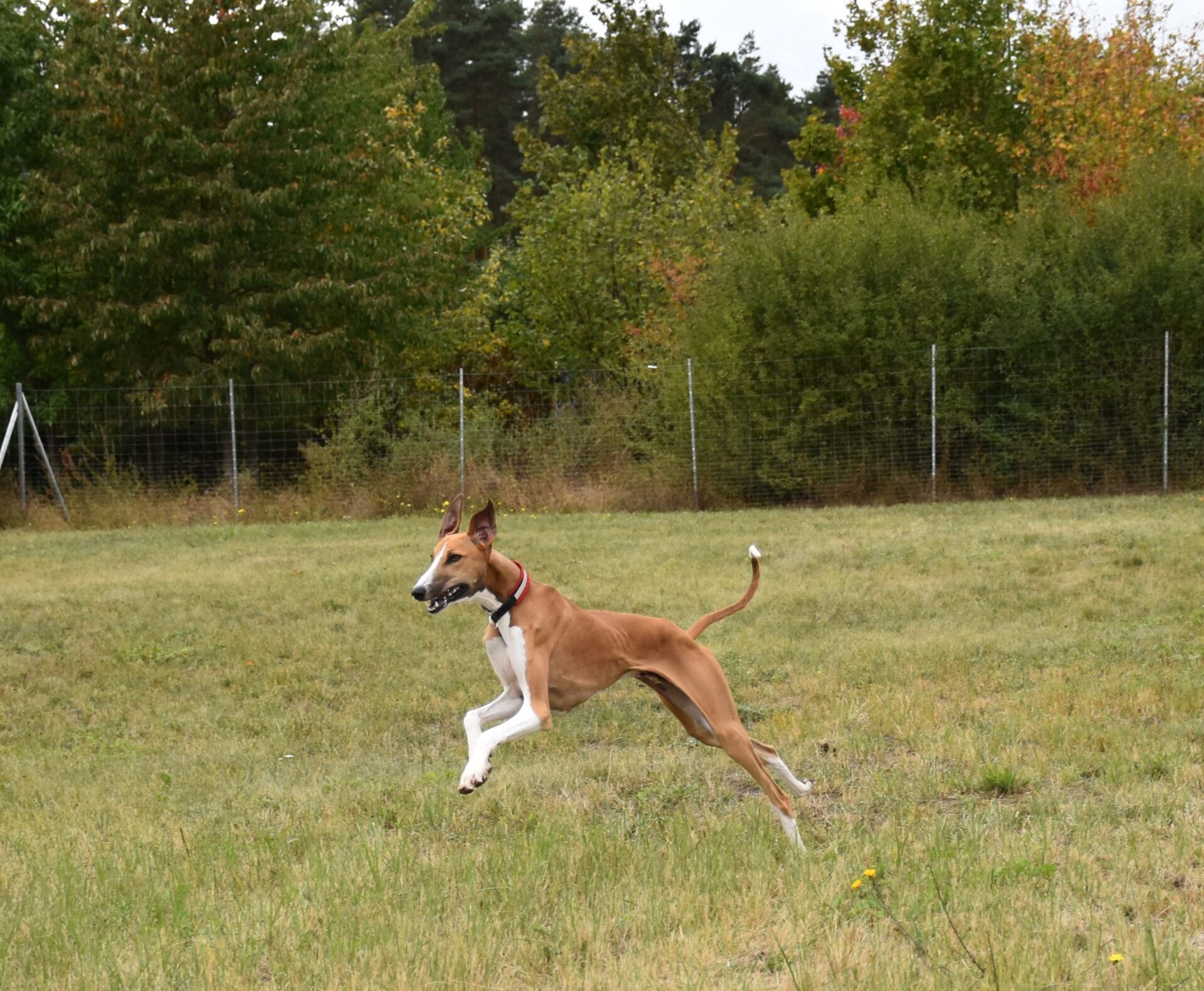 Cayyat Ehen-n-ma rennt