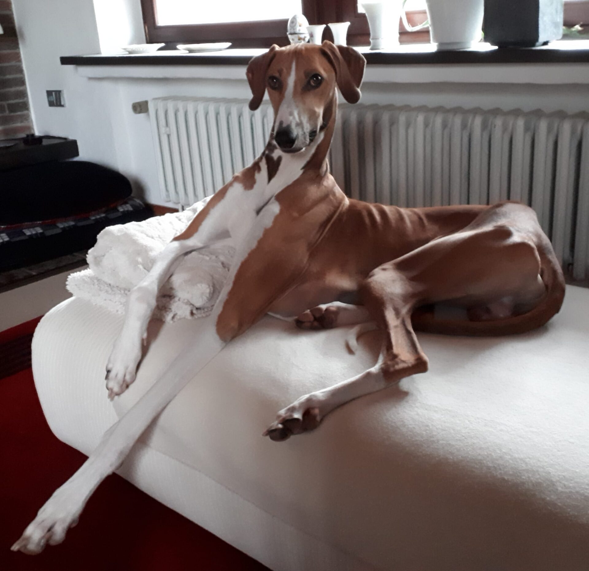 Azawakh Cayyat Ehen-n-ma