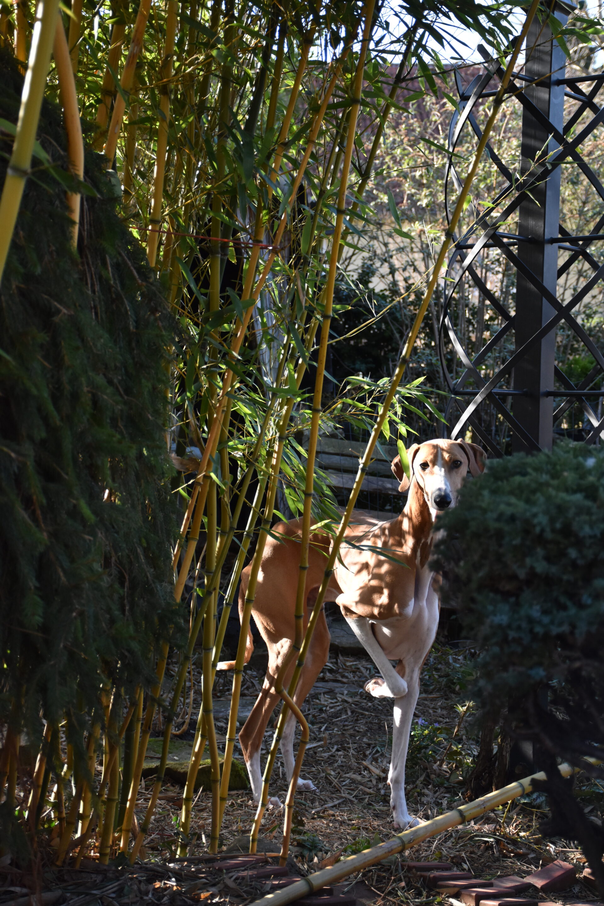 Cayyat Ehen-n-ma im Bambus