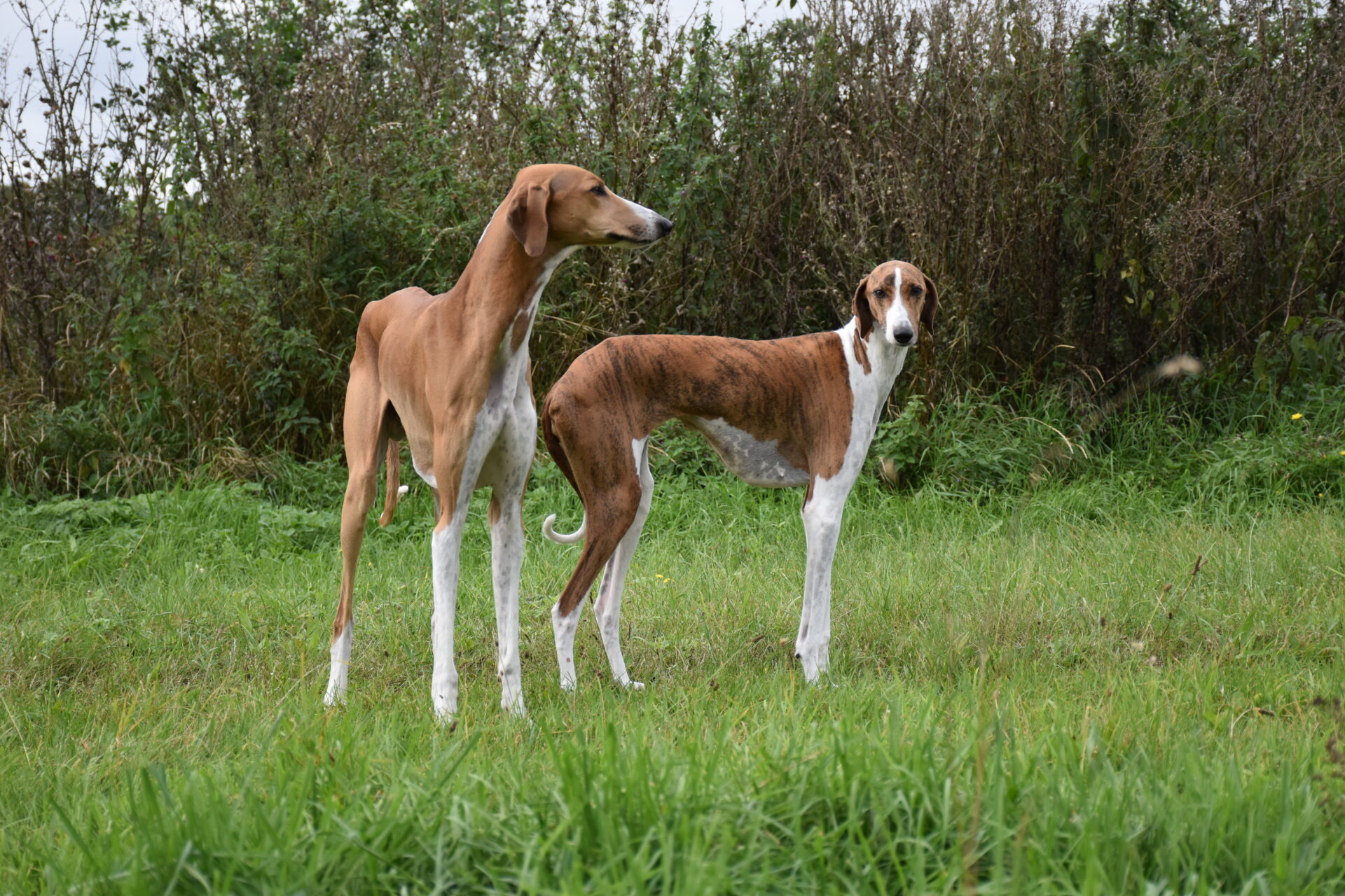 Cayyat Fee Wiese Carola