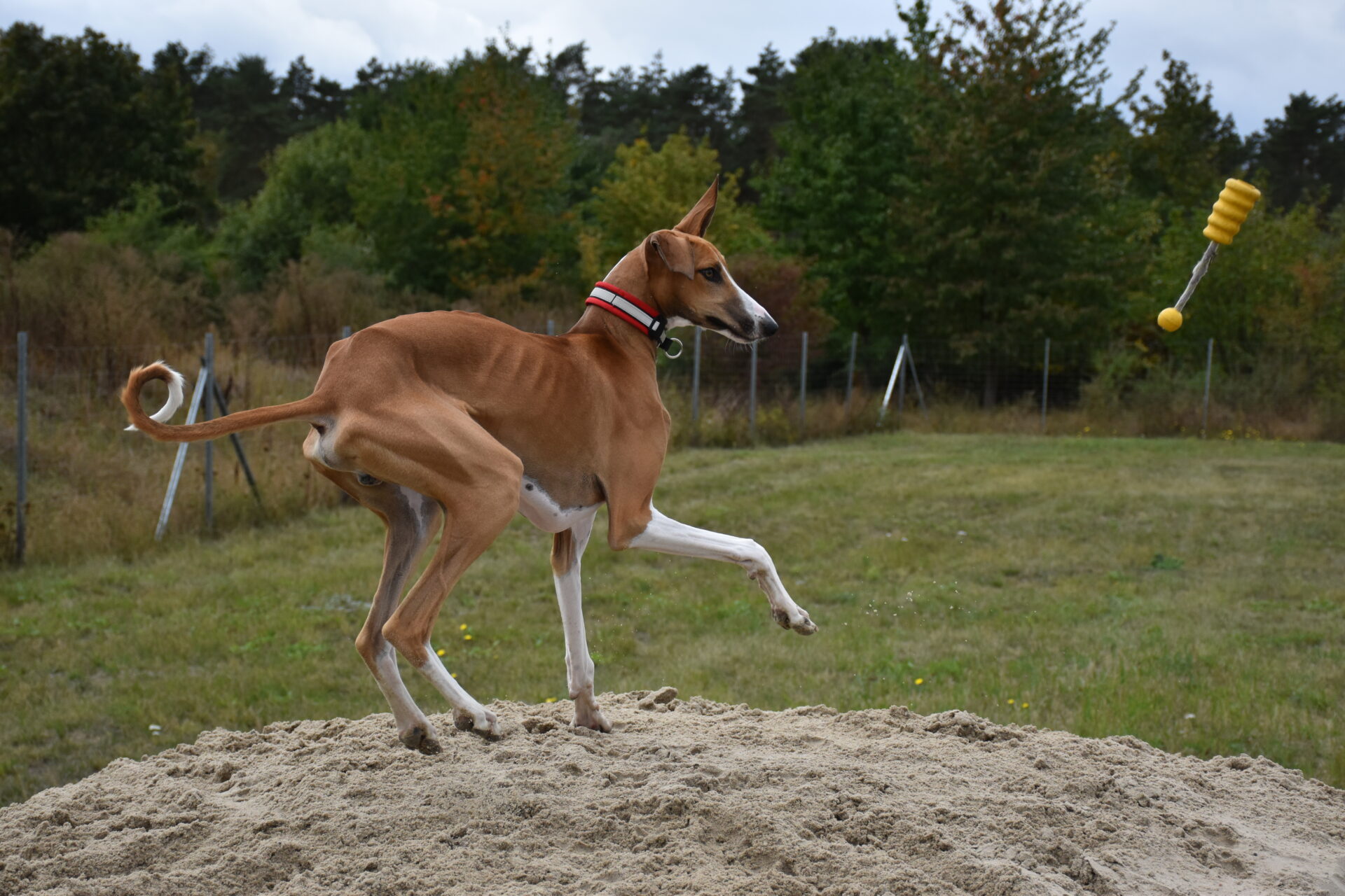 Cayyat Ehen-n-ma mit Kong