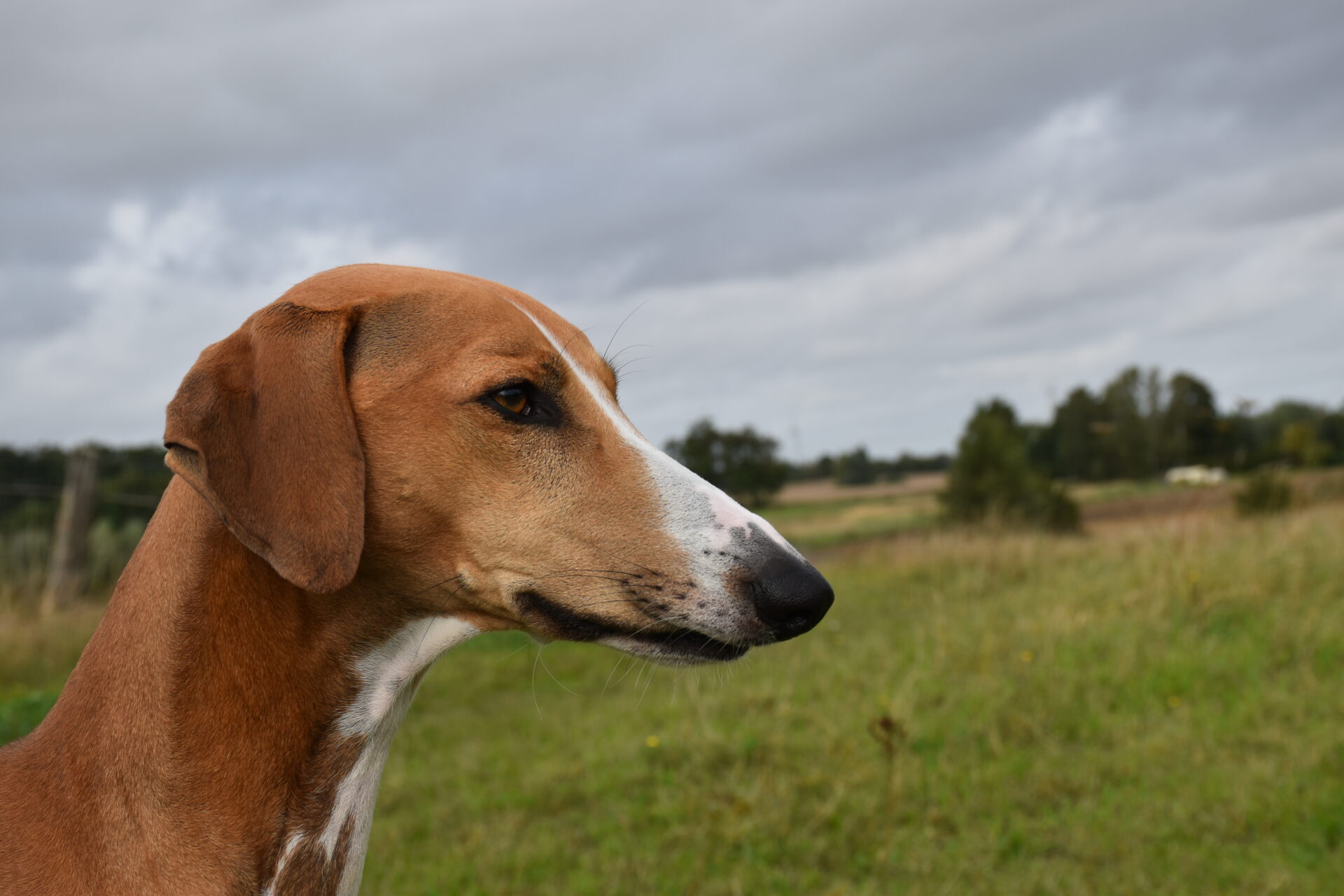 Cayyat Ehen-n-ma Kopf