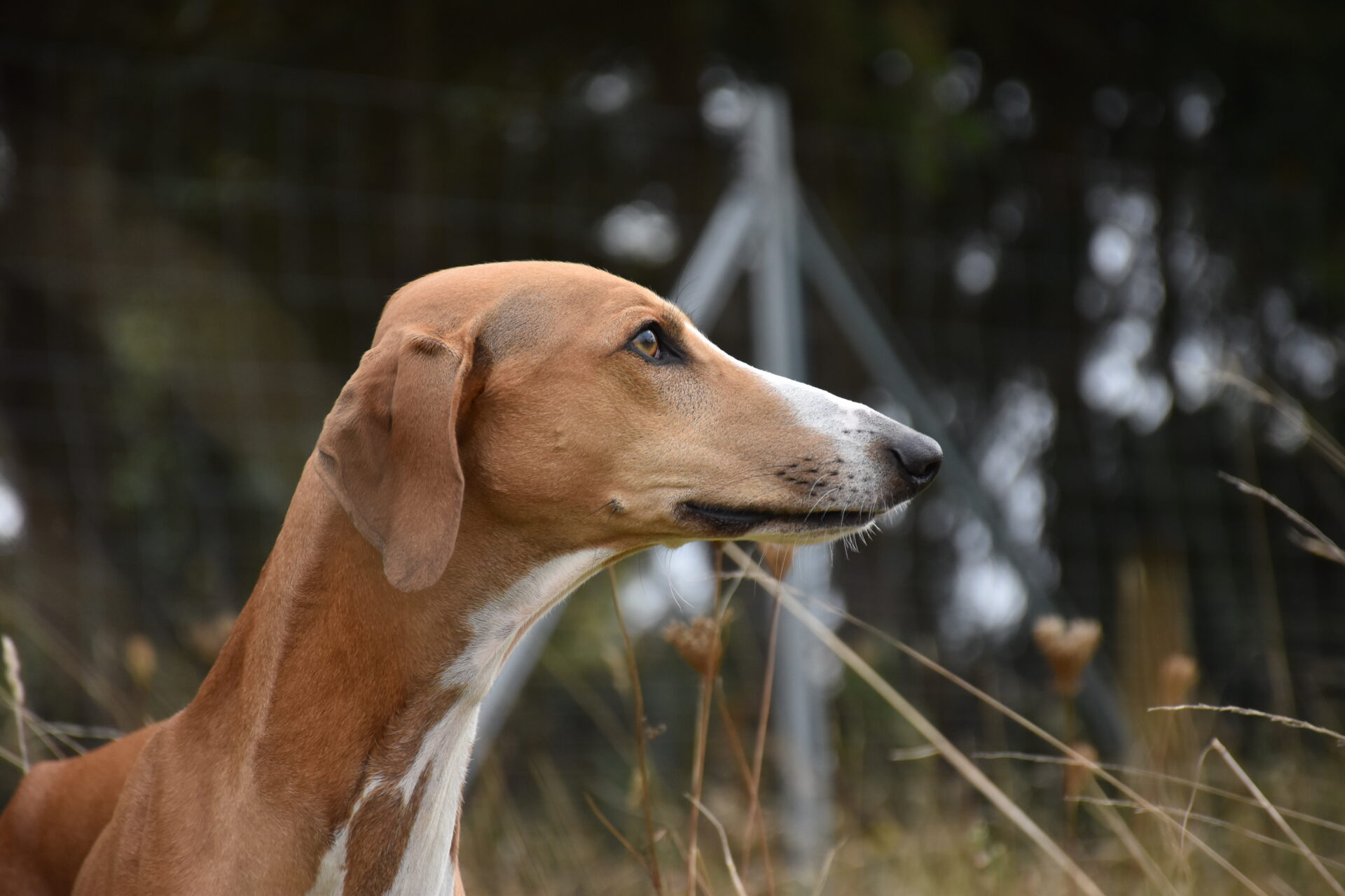 Cayyat Ehen-n-ma Kopf Wiese