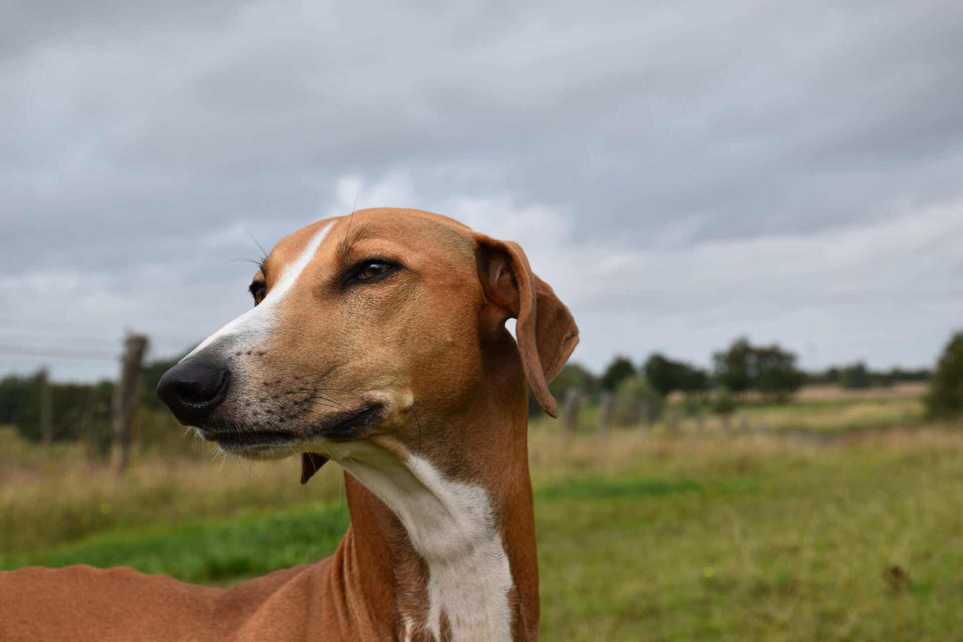 Cayyat Ehen-n-ma Kopf nach links