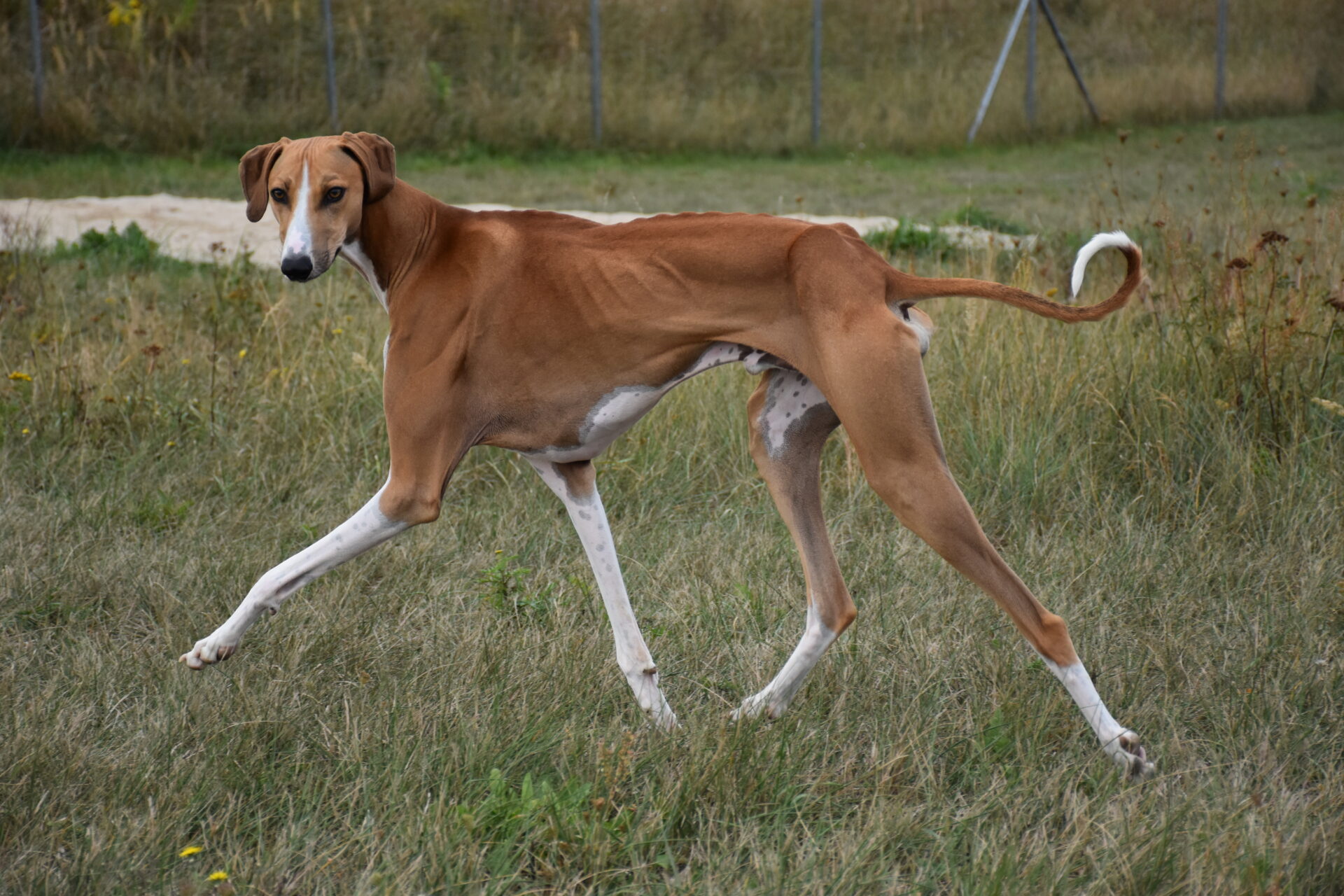 Cayyat Ehen-n-ma Lauf linke Seite