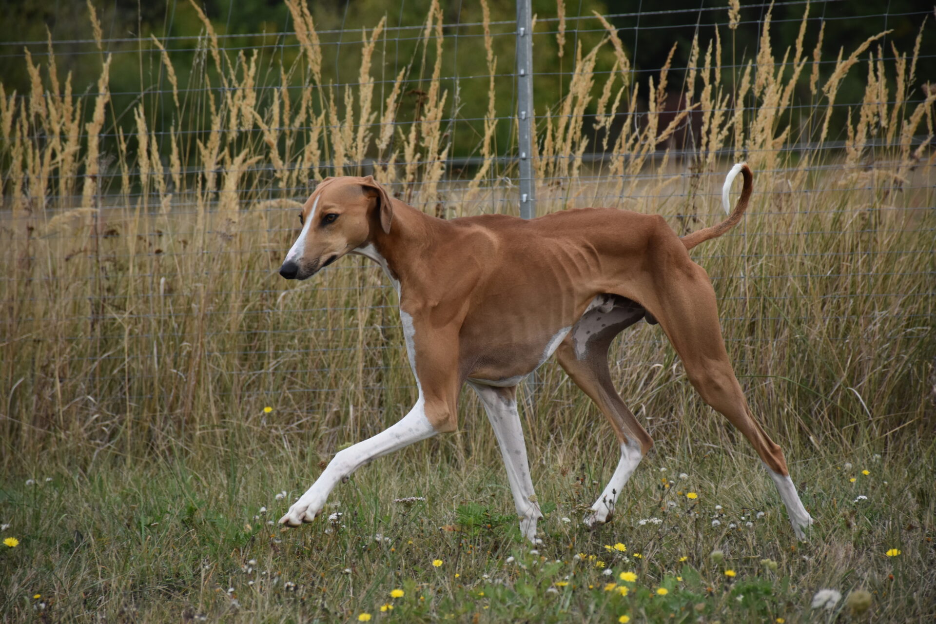 Cayyat Ehen-n-ma Lauf nach links