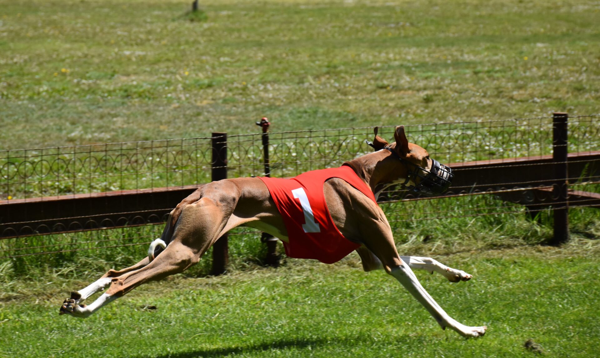 Cayyat Ehen-n-ma Lizenzlauf