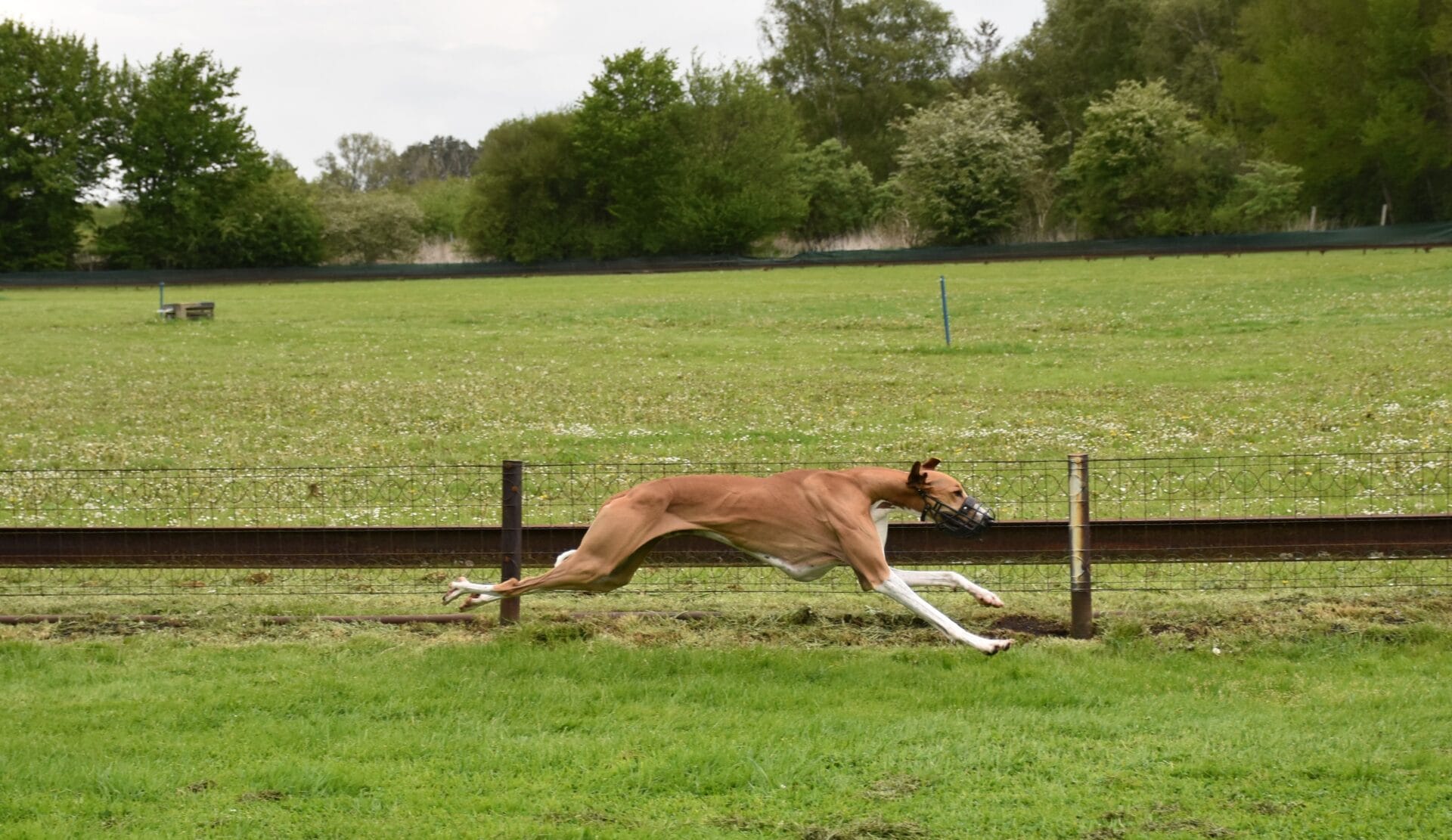 Cayyat Ehen-n-ma Rennbahn
