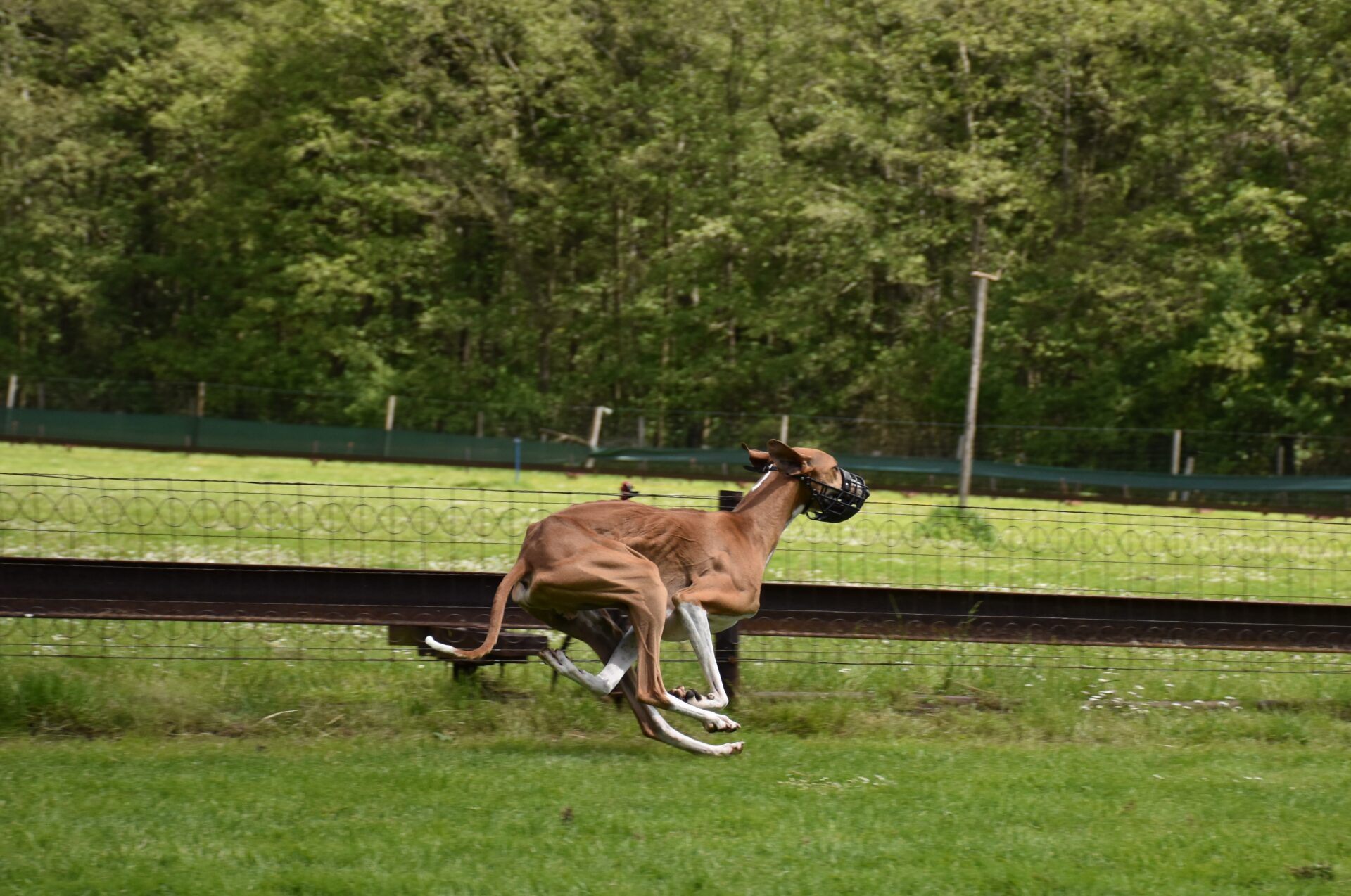 Cayyat Ehen-n-ma Rennbahn 2