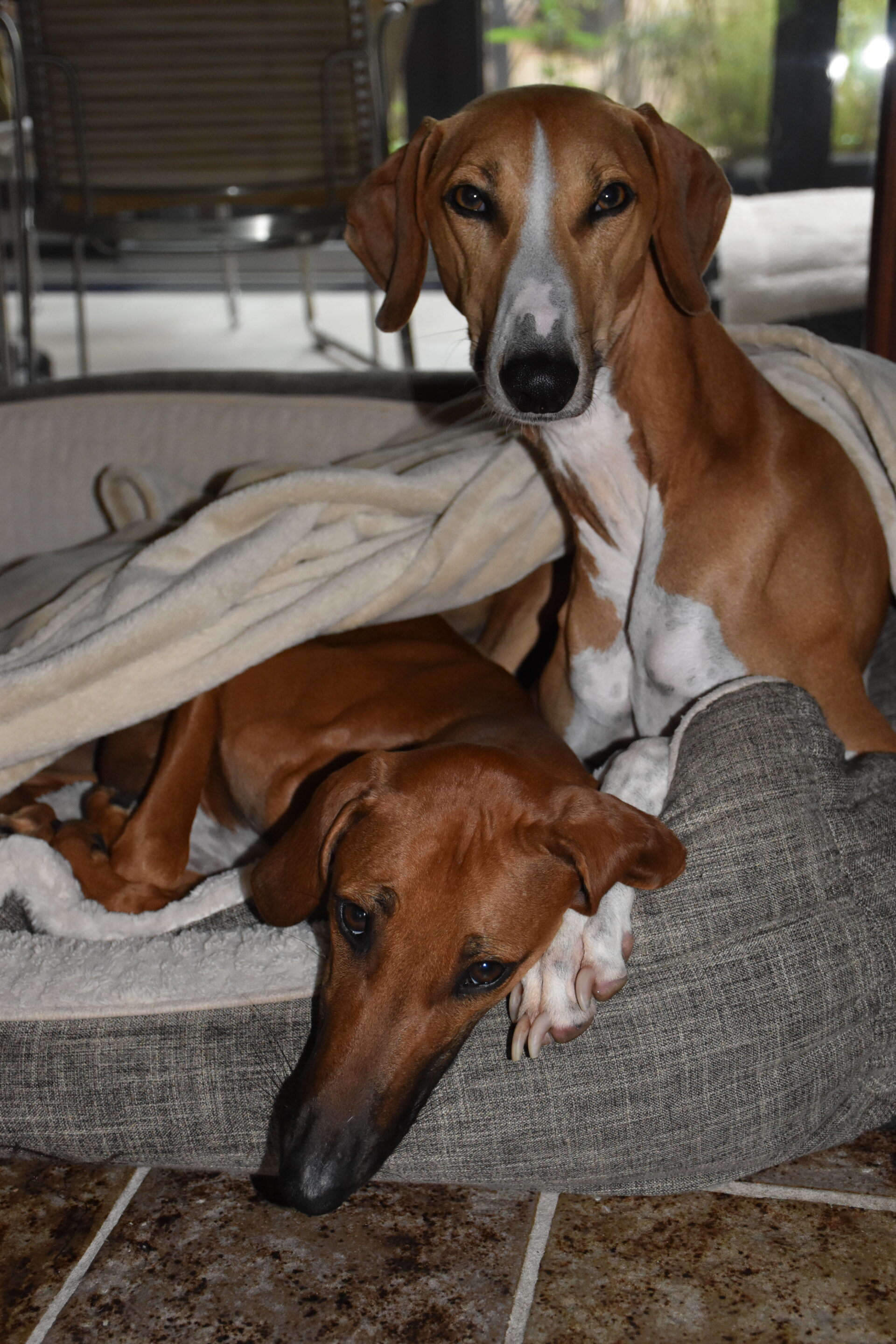 Cayyat Sherifa Körbchen