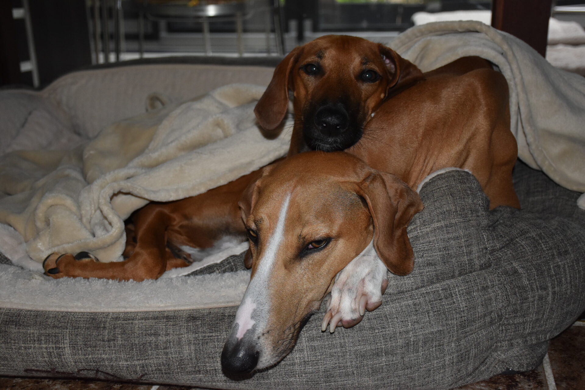 Cayyat Sherifa Körbchen