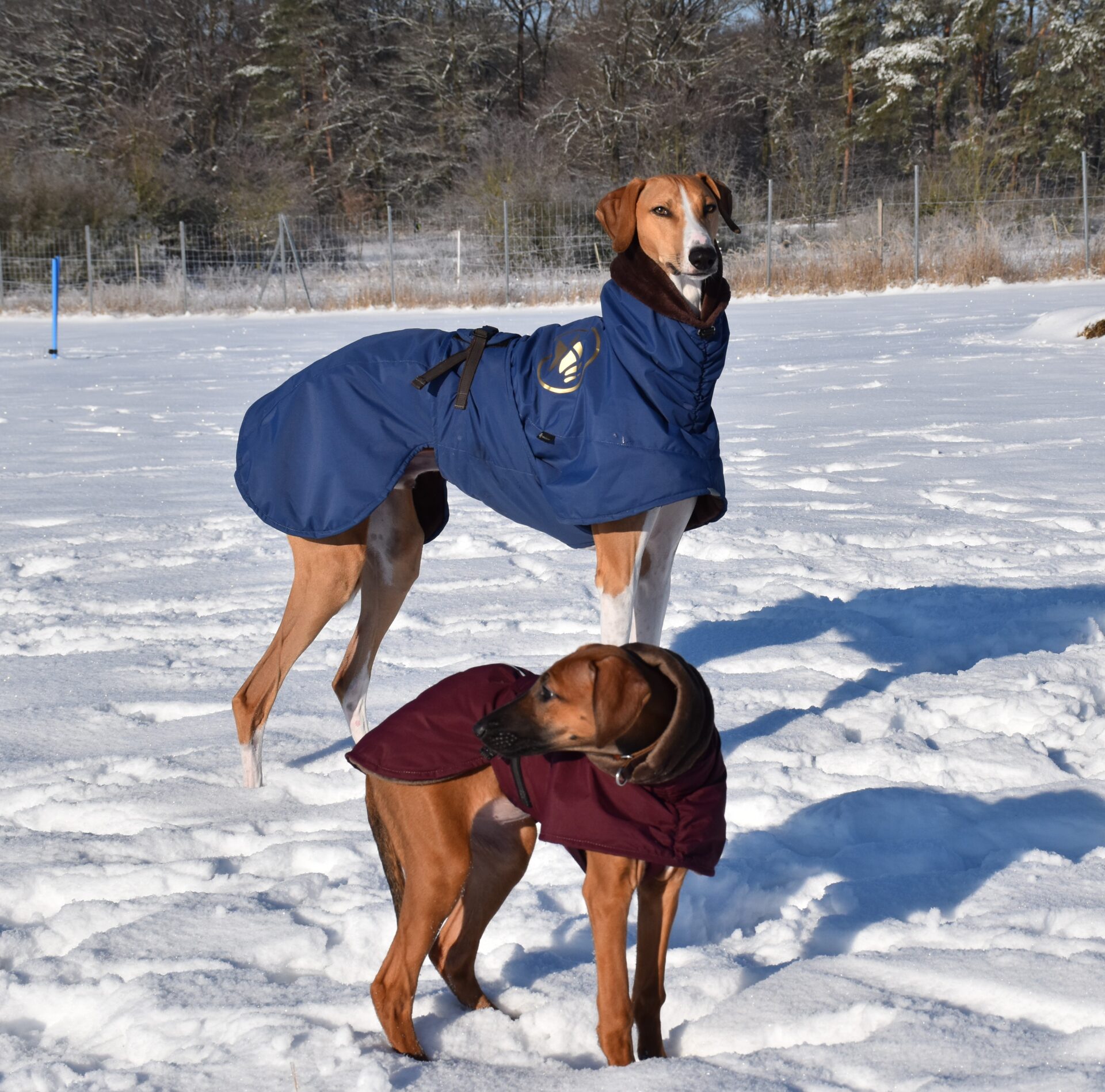 Cayyat Sherifa Schnee