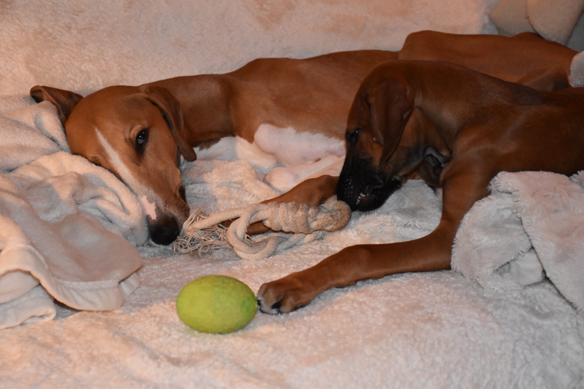 Cayyat Sherifa Sofa spielen