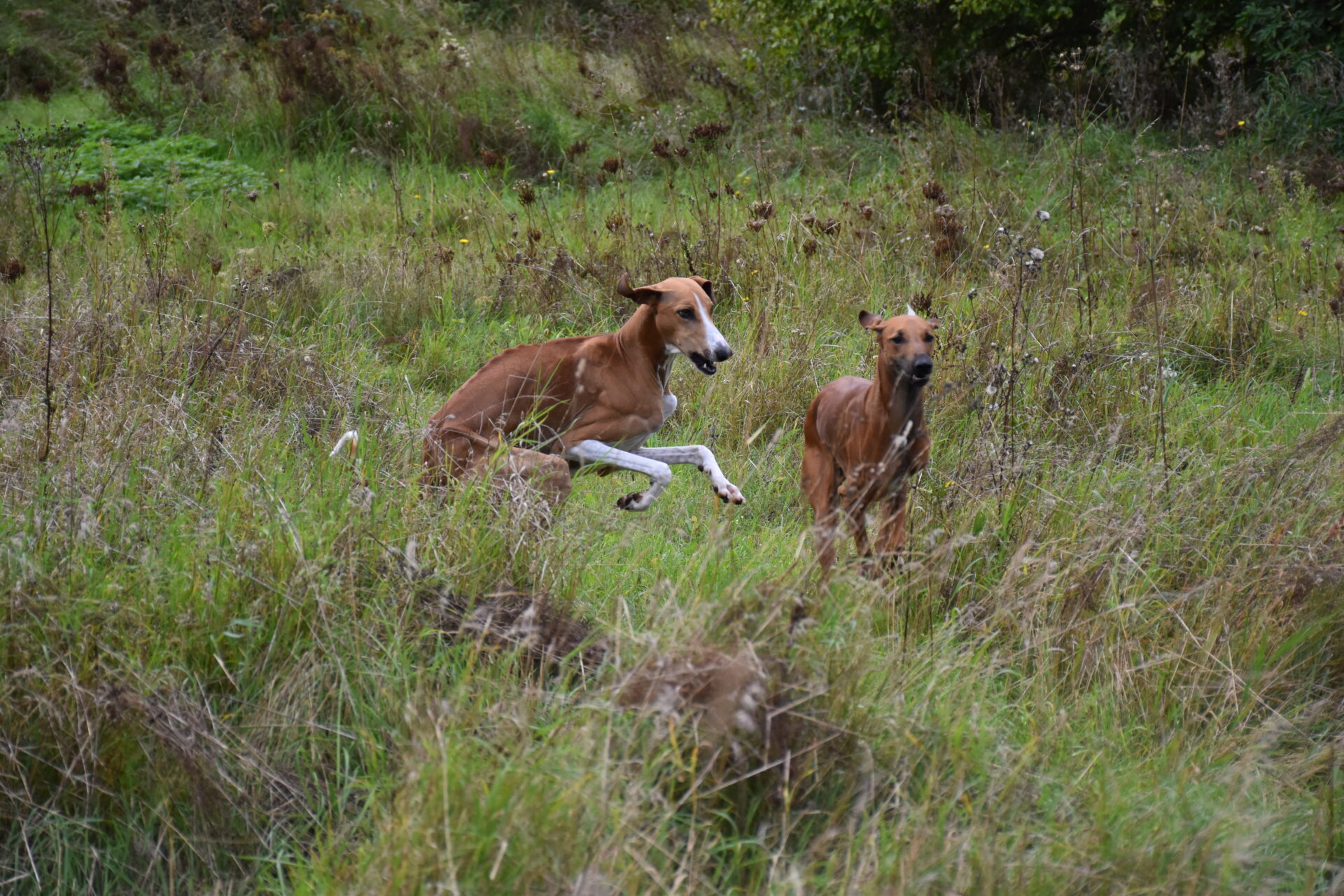 Cayyat Sherifa Wiese Carola