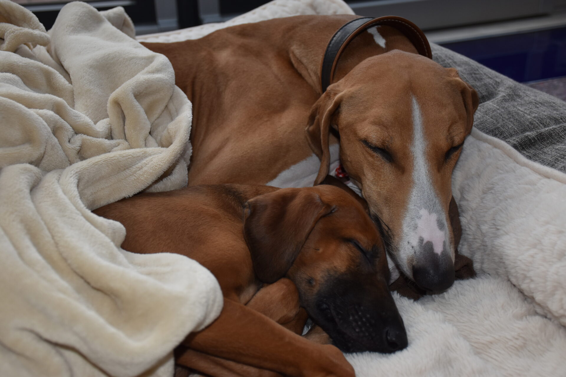 Cayyat Sherifa schlafend