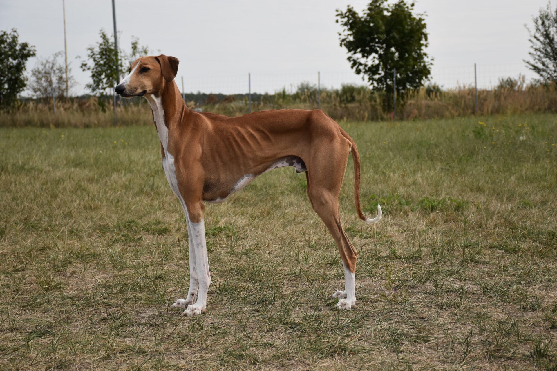 Cayyat Ehen-n-ma Satn linke Seite