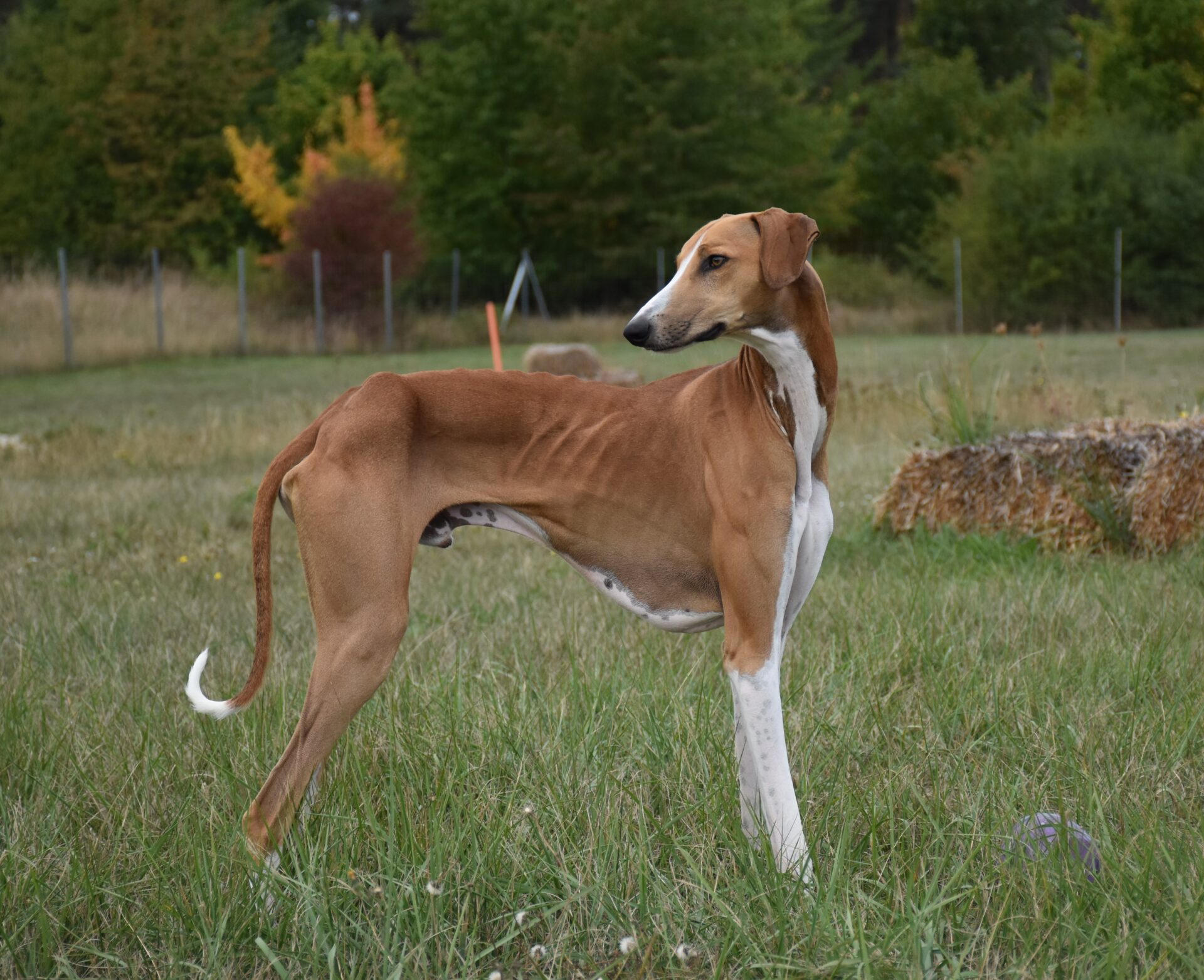 Cayyat Ehen-n-ma Stand re Kopf hinten