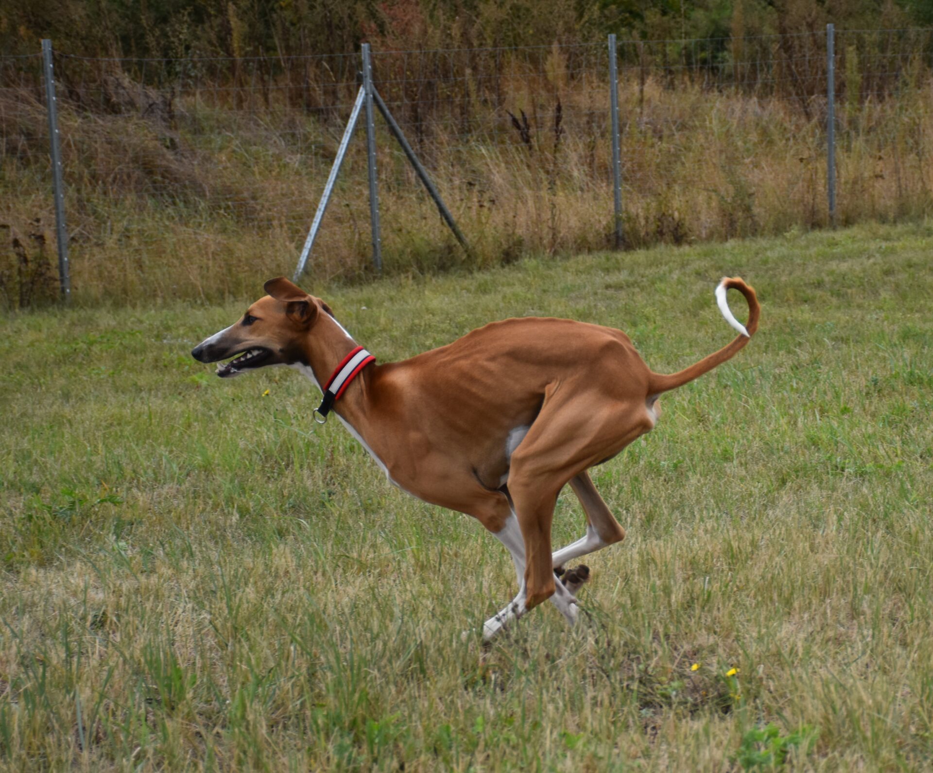 Cayyat Ehen-n-ma rennt