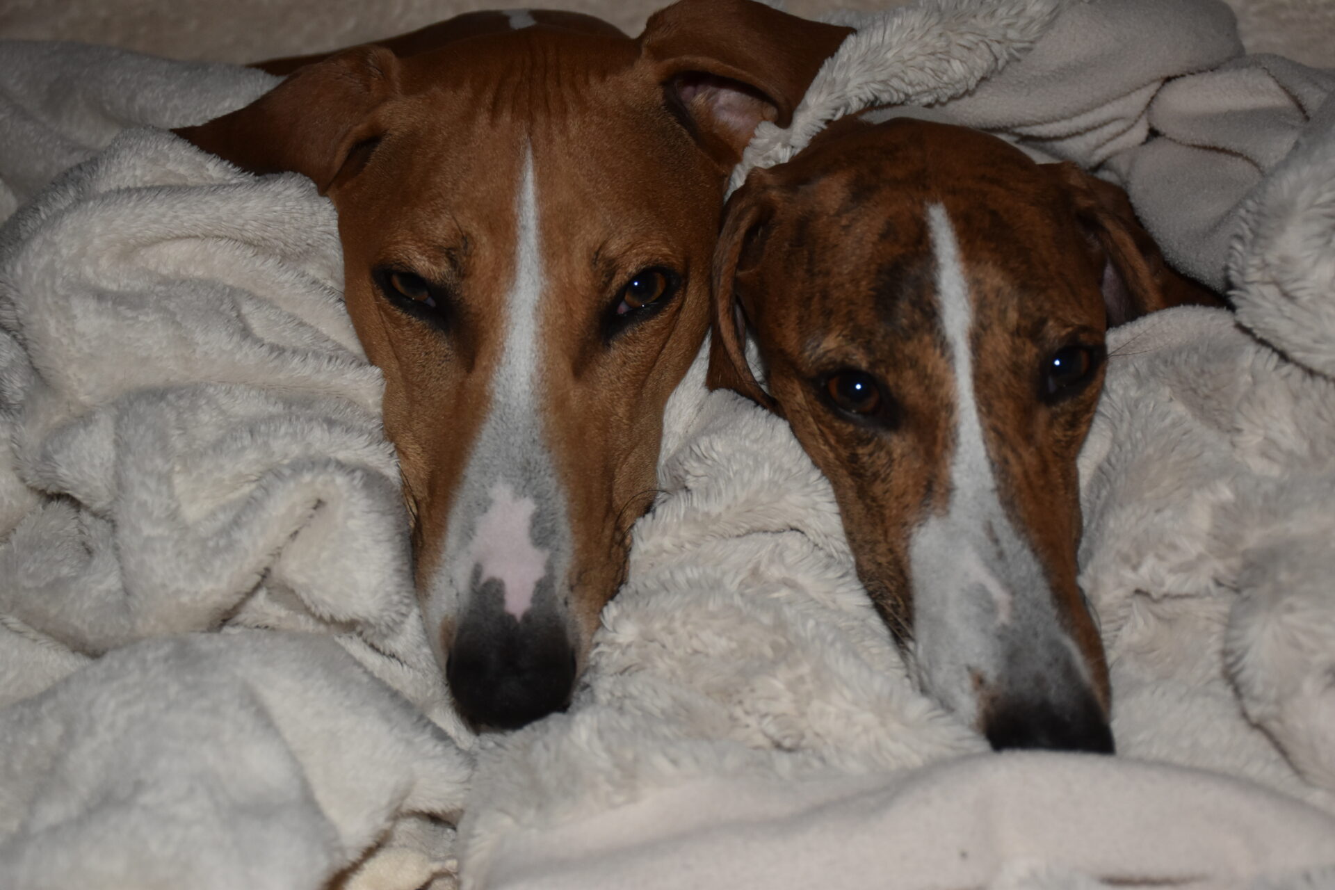 Cayyat und Fee Köpfe