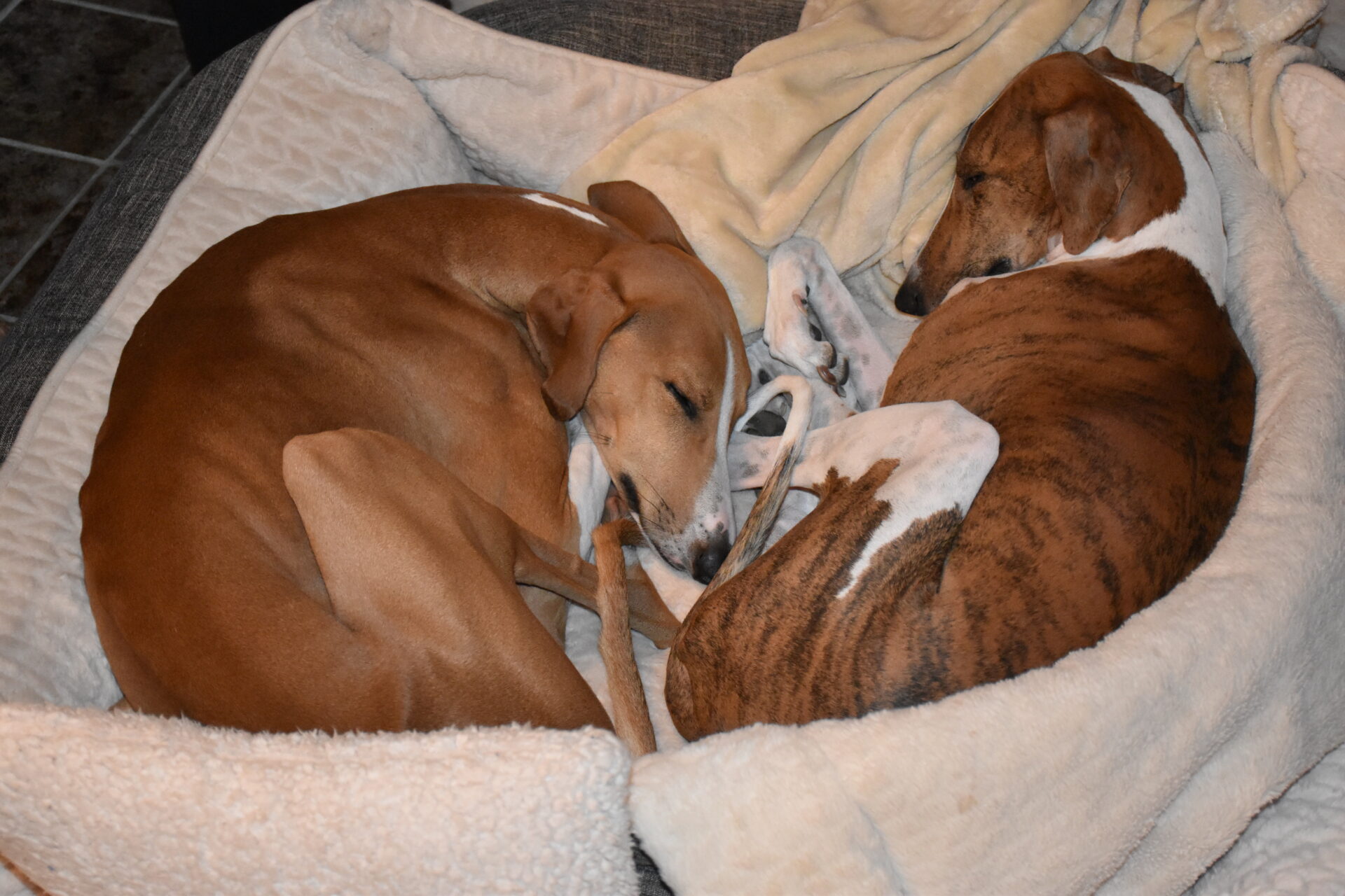 Cayyat und Fee Körbchen