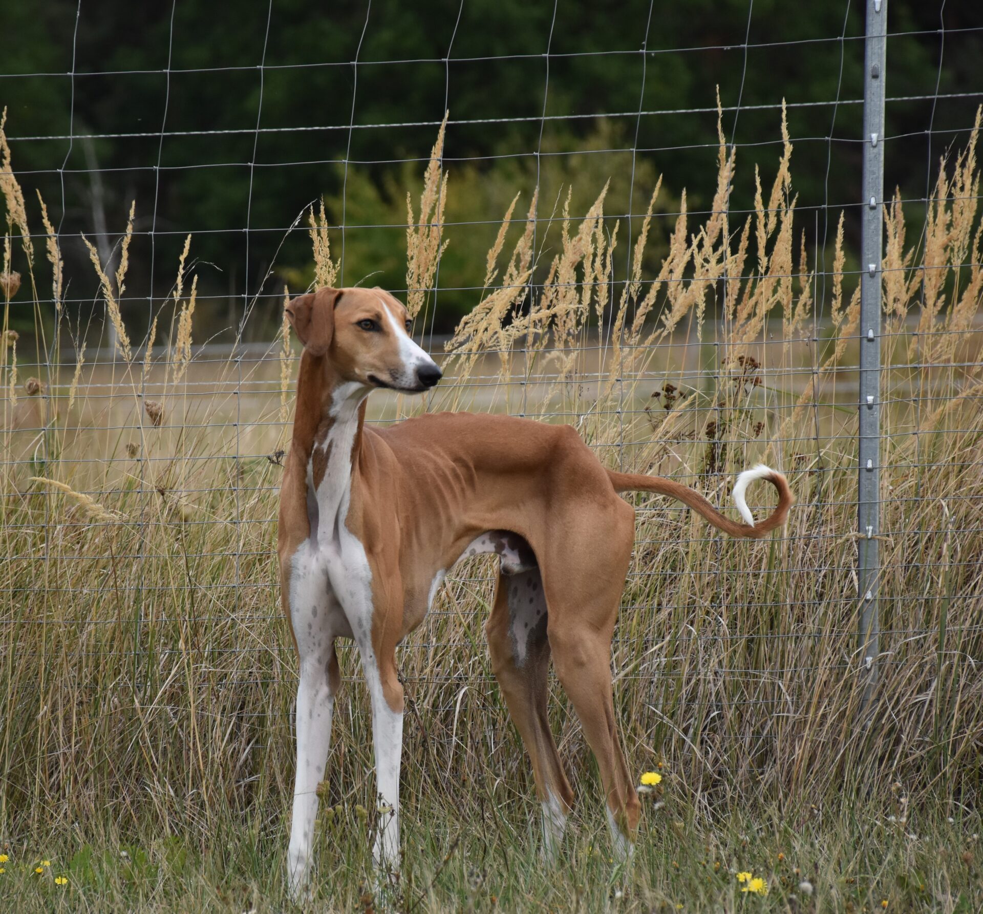 Cayyat Ehen-n-ma Stand re Seite