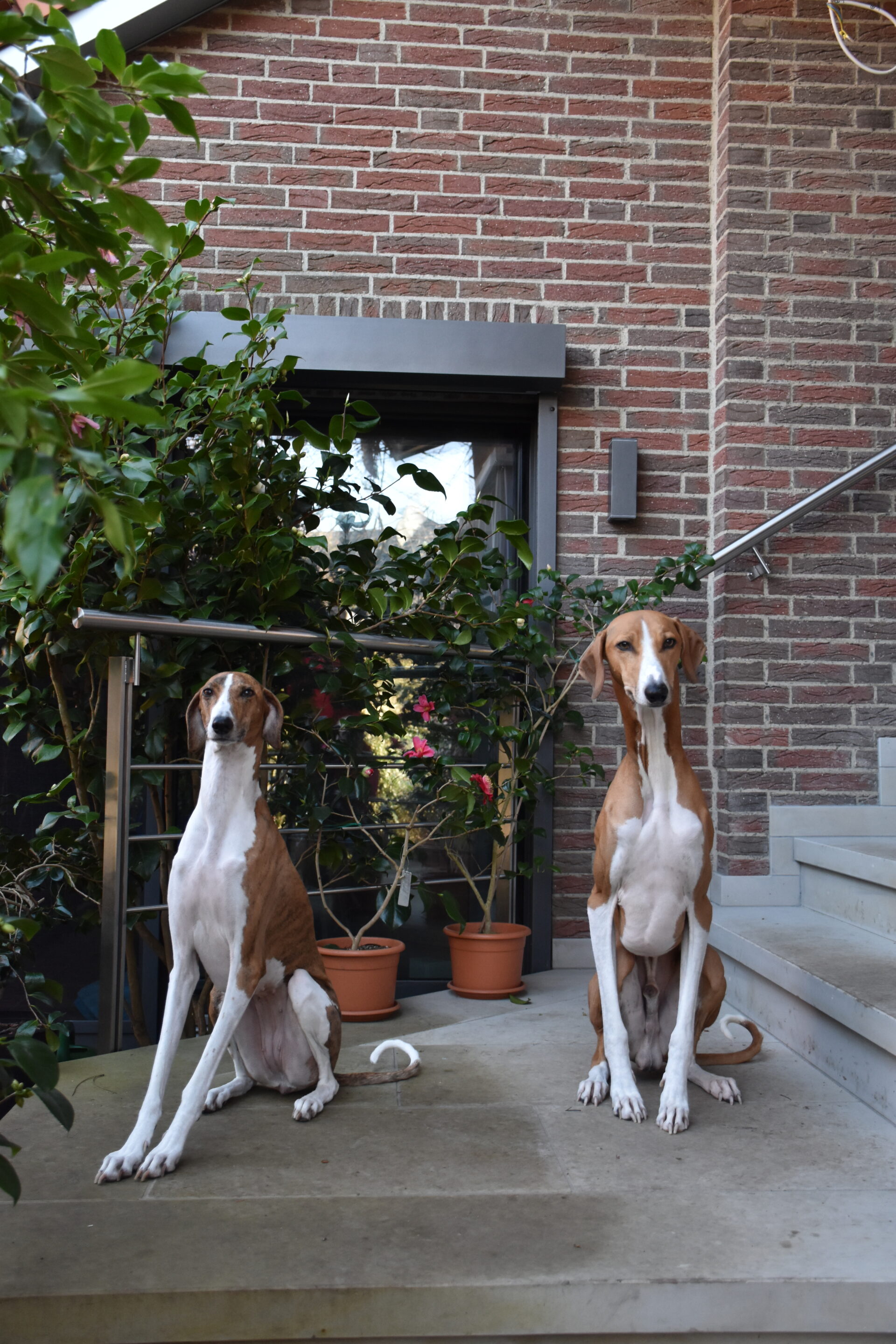 Fee Cayyat Hauseingang