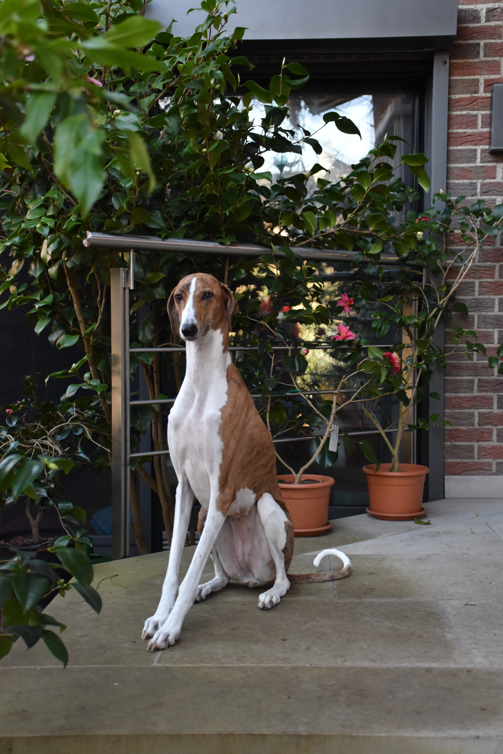 Harzawakh’s Ayanna-Fee Hauseingang