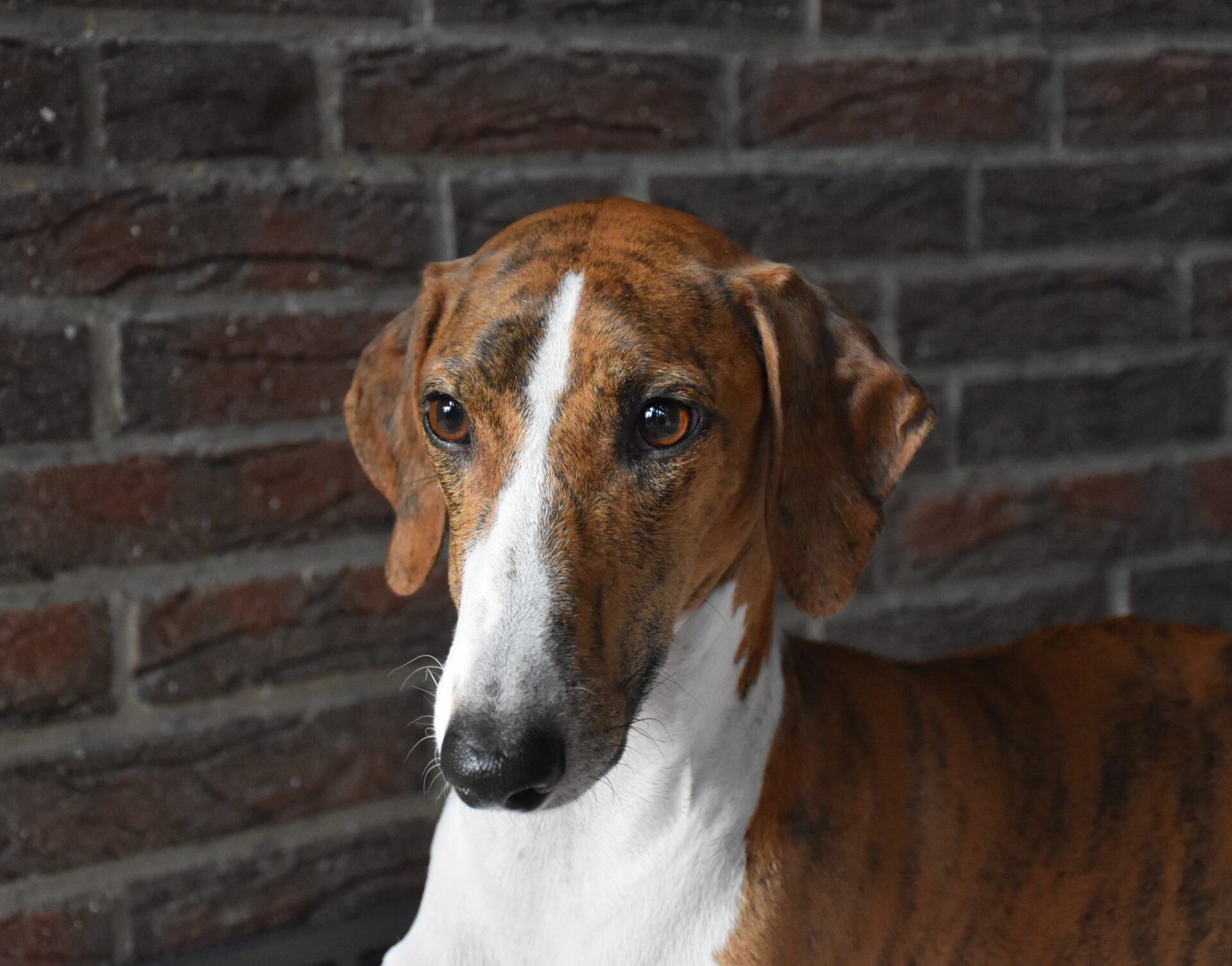 Harzawakh’s Ayanna-Fee