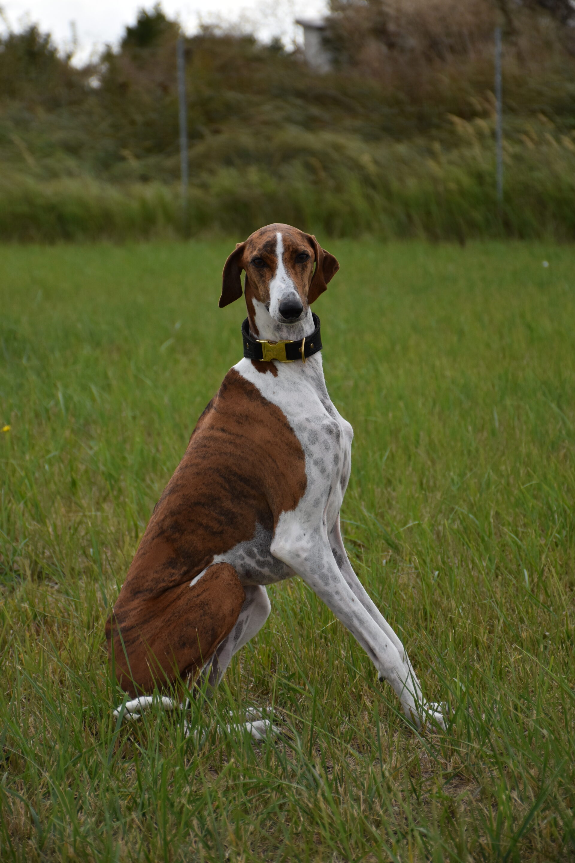 Harzawakh’s Ayanna-Fee