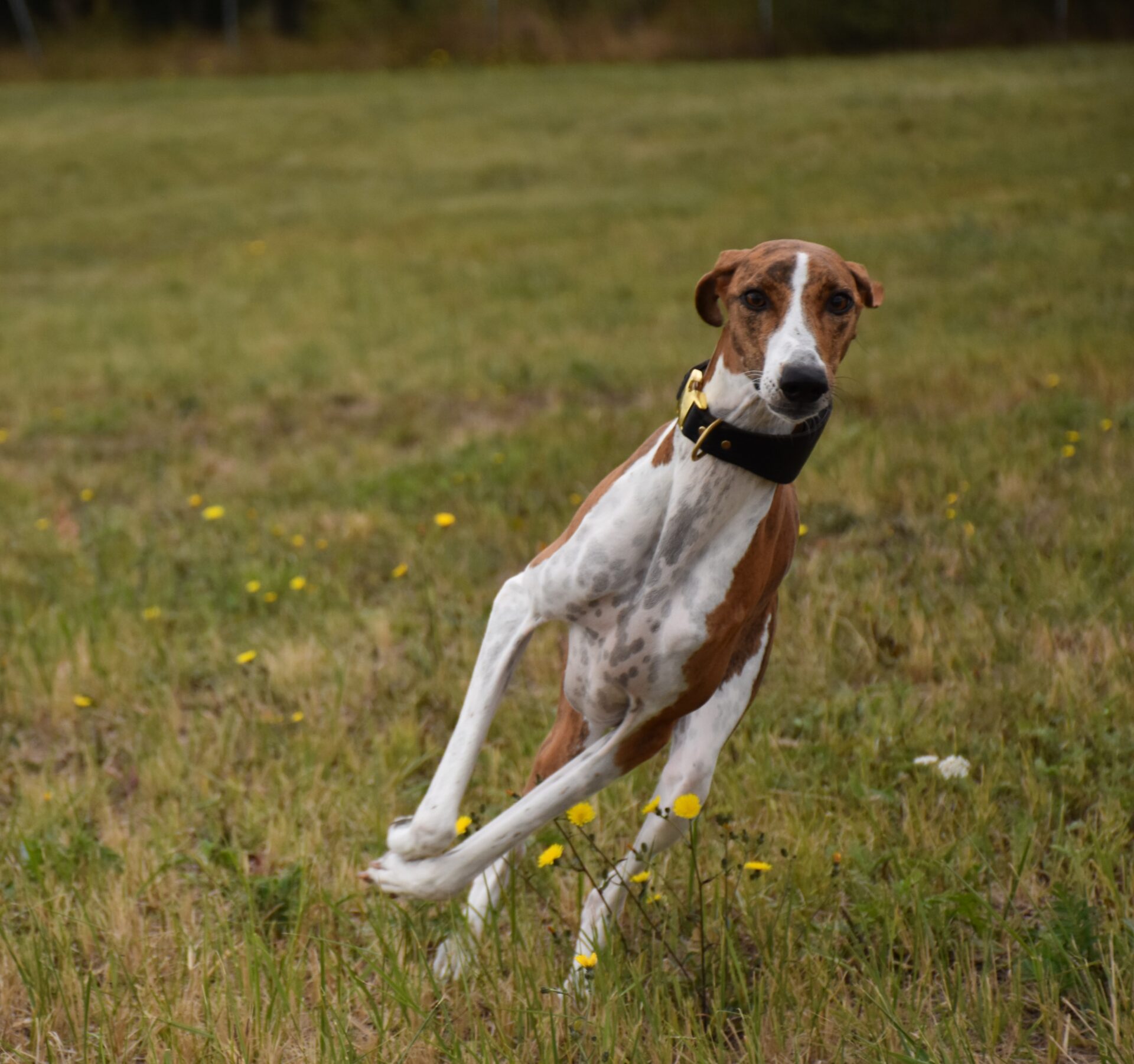 Harzawakh’s Ayanna-Fee rennt