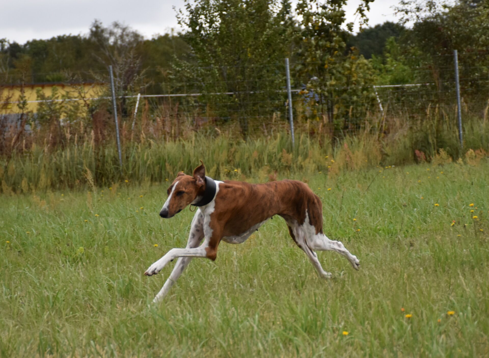 Harzawakh’s Ayanna-Fee rennt