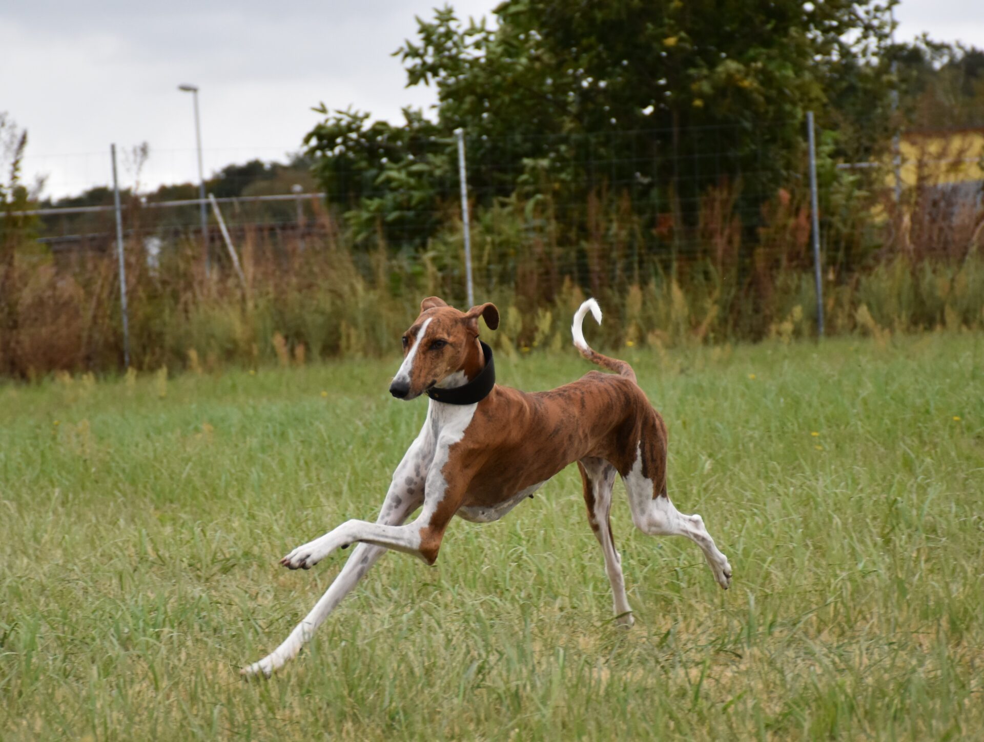 Harzawakh’s Ayanna-Fee rennt