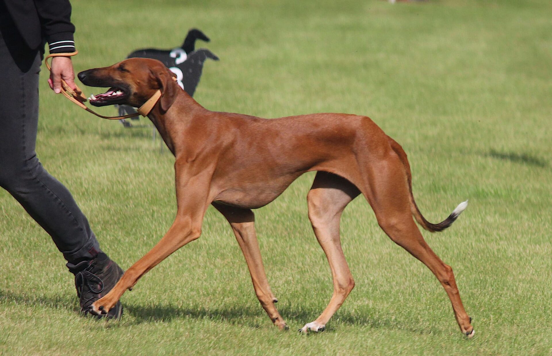 Azawakh D’Sherifa Ehen-n-ma