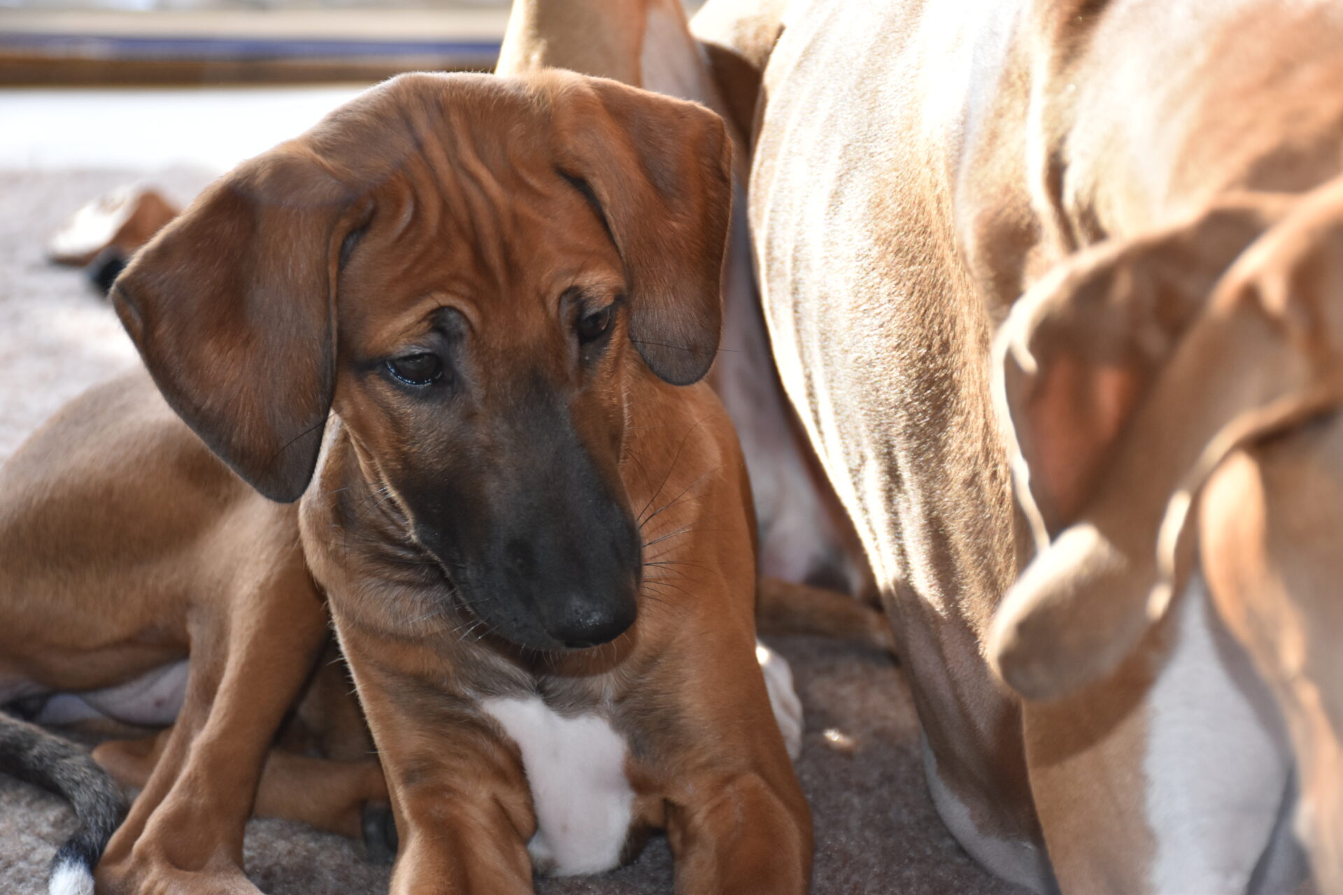 D’Sherifa Ehen-n-ma