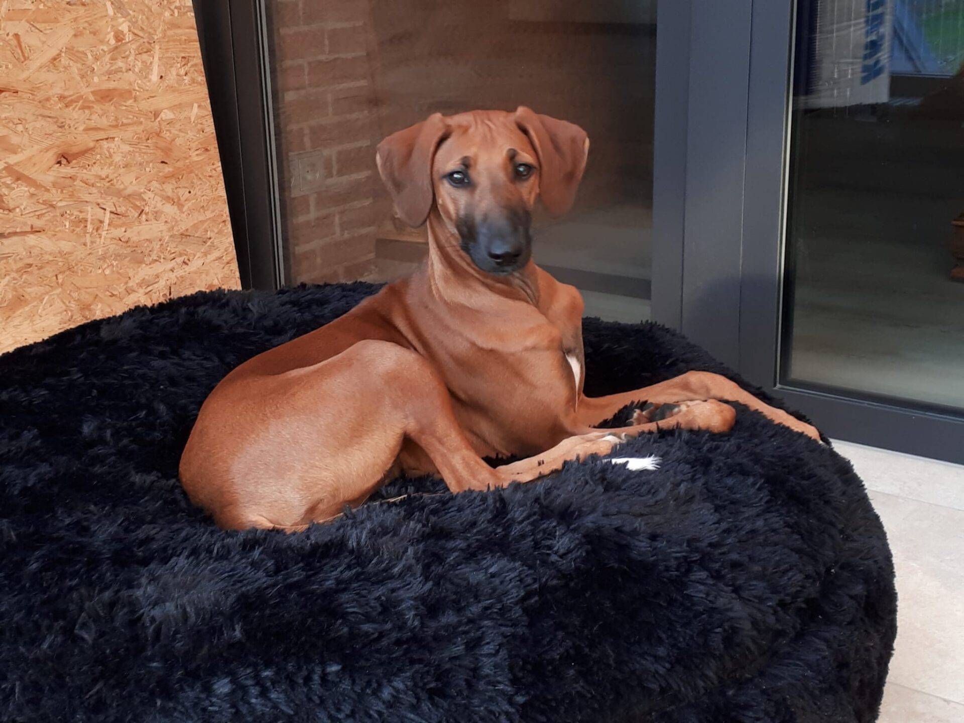 Azawakh D’Sherifa Ehen-n-ma