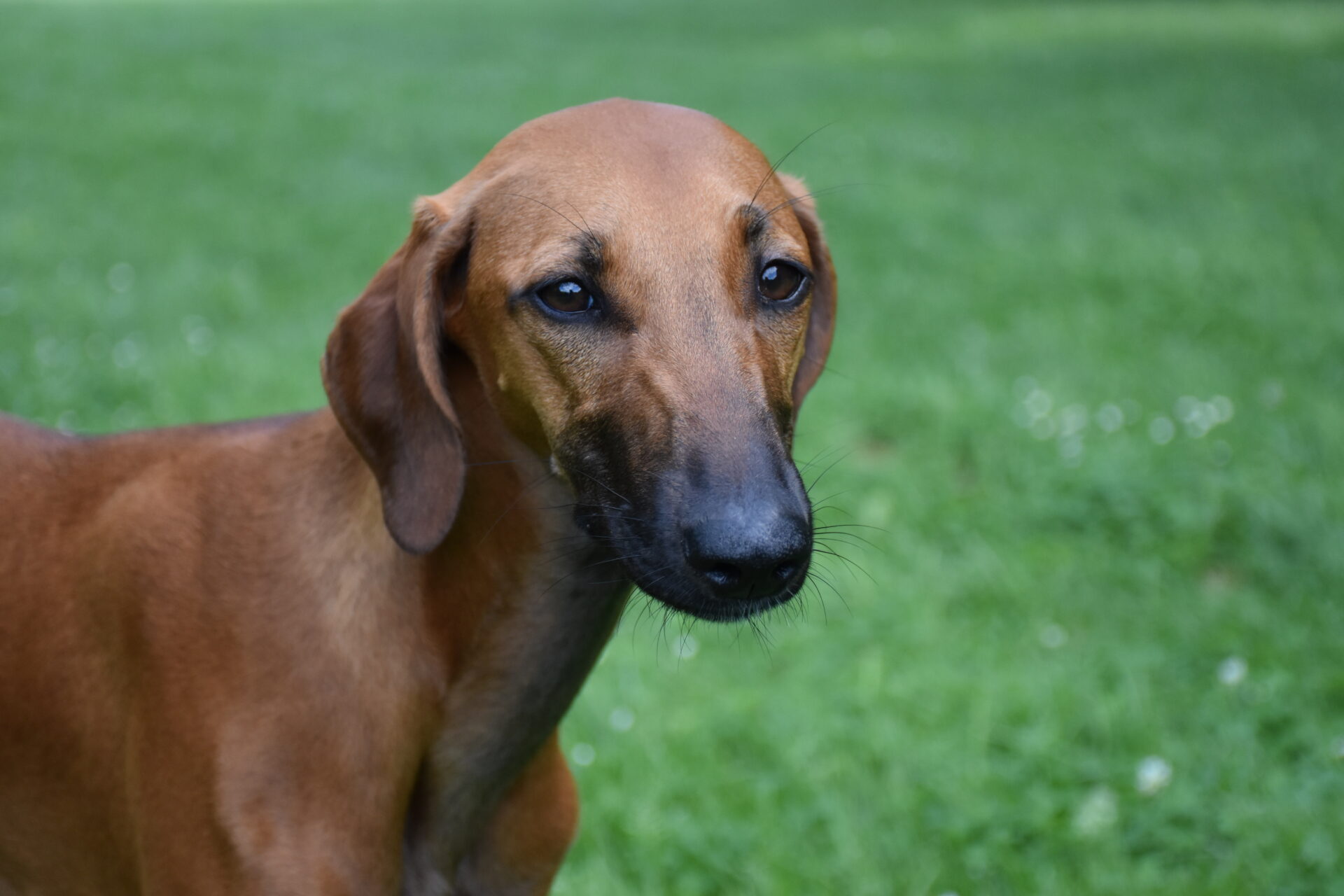 D’Sherifa Ehen-n-ma Kopf