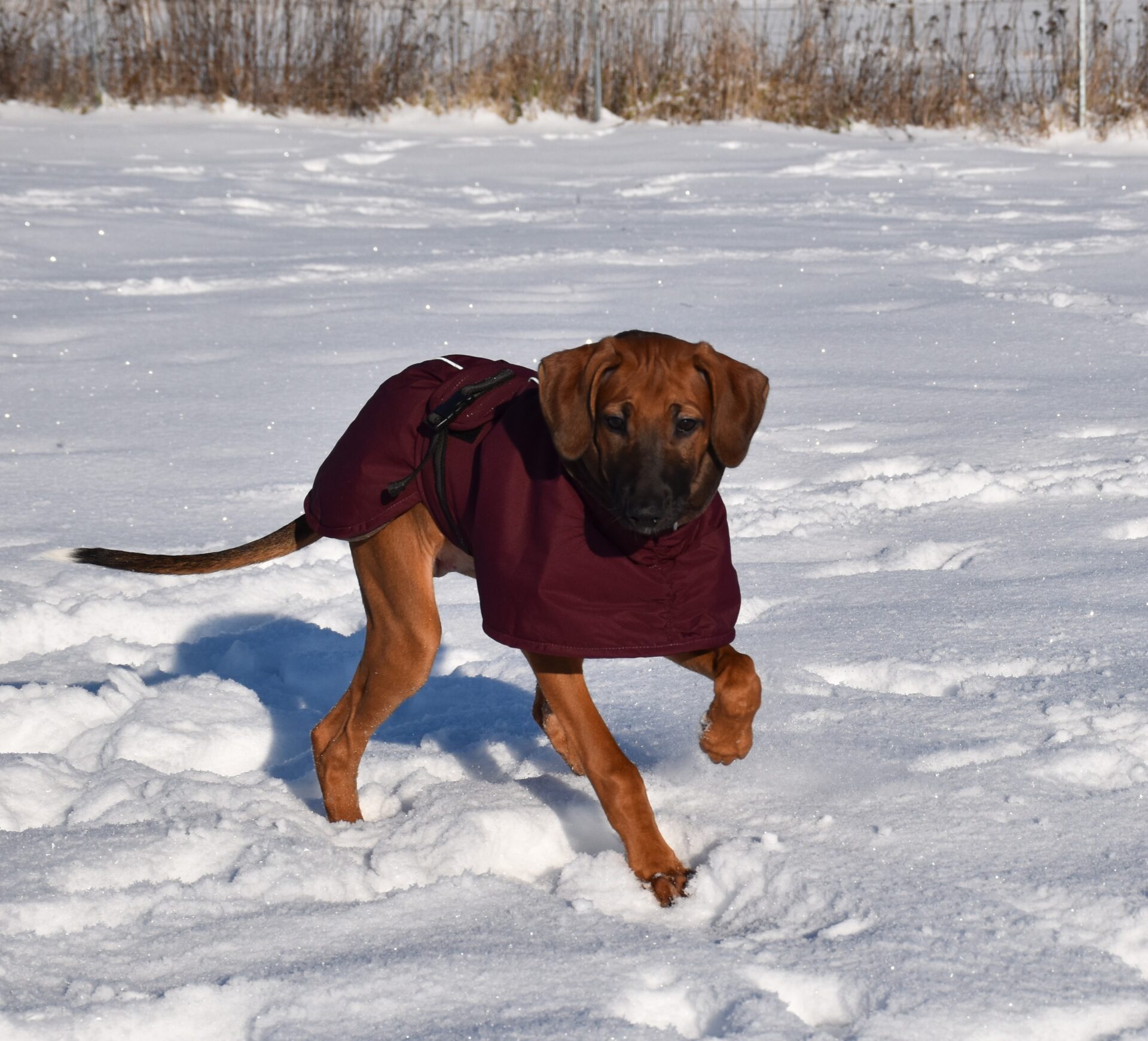 D’Sherifa Ehen-n-ma Schnee 2