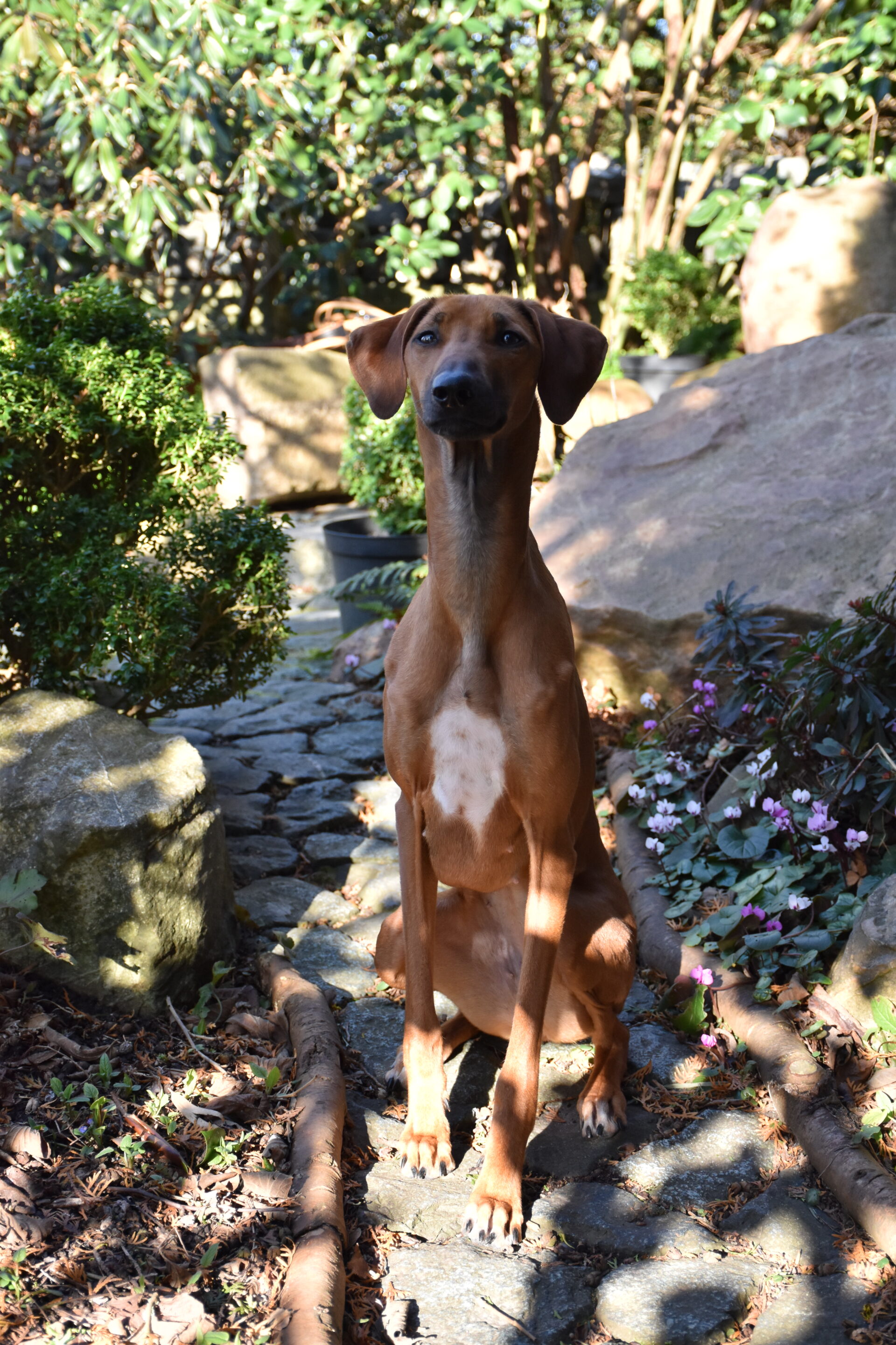 D’Sherifa Ehen-n-ma Sitz Cyclamen