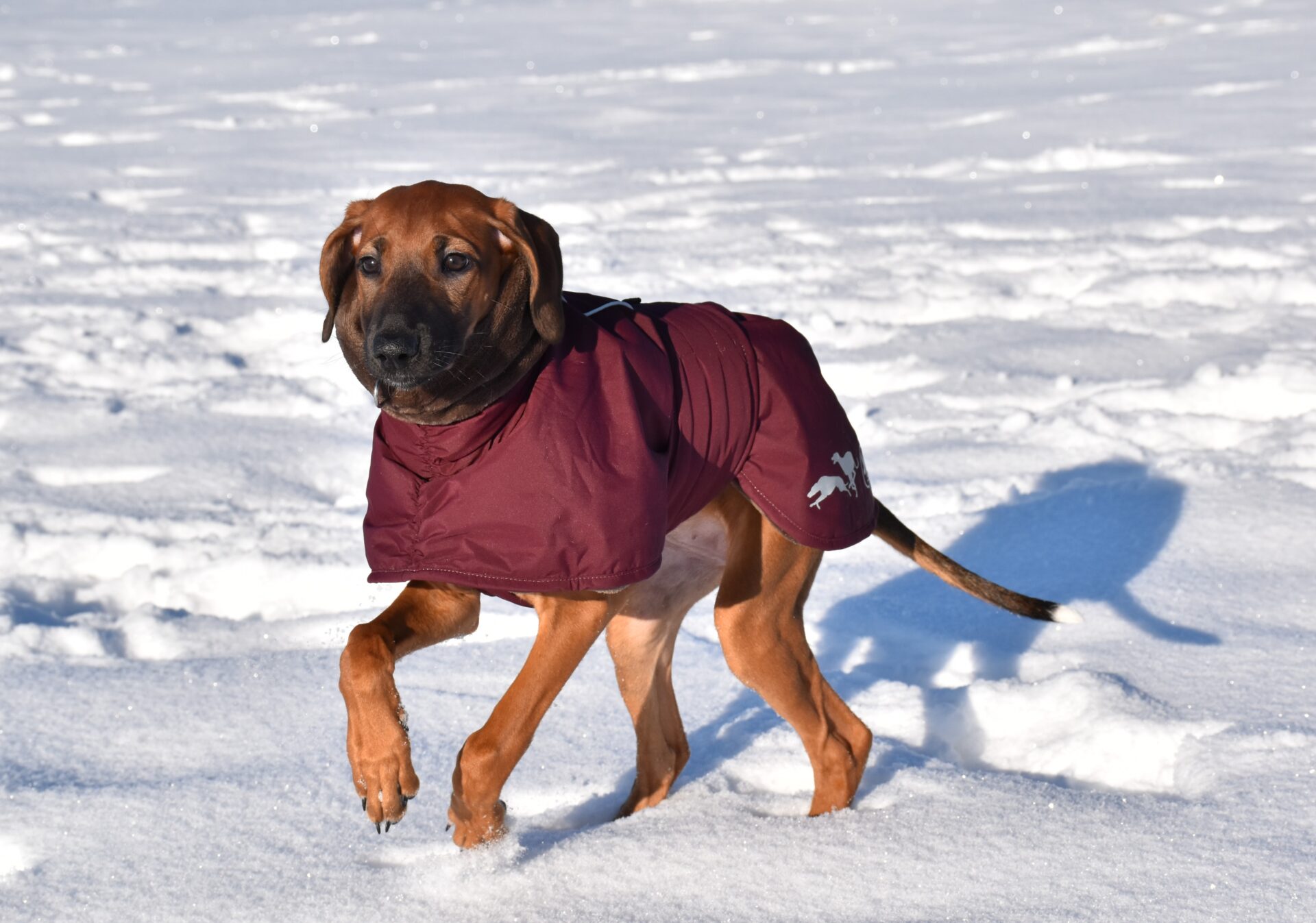 D’Sherifa Ehen-n-ma im Schnee