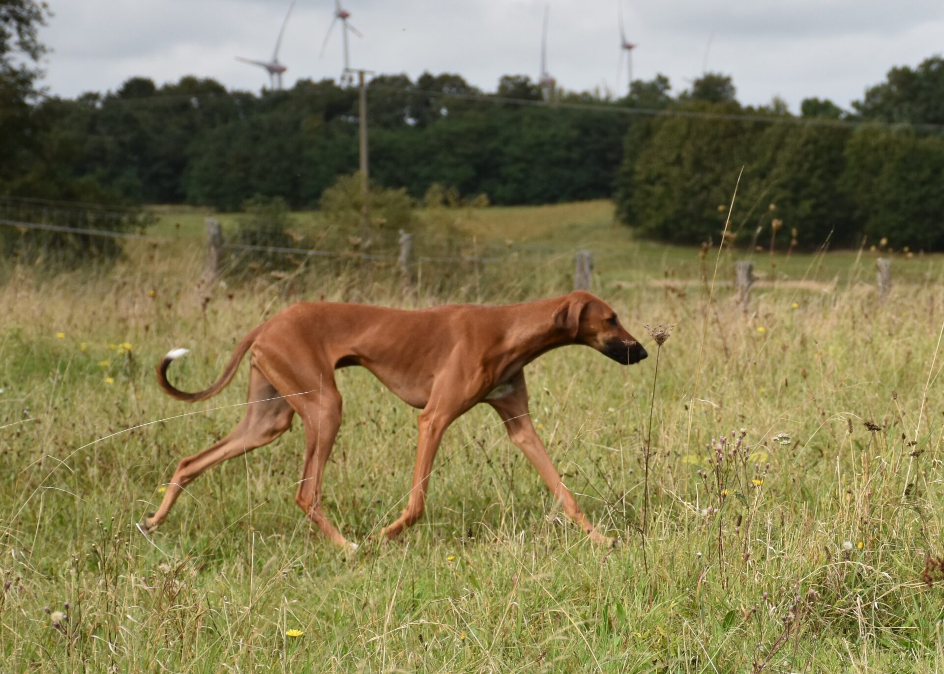 D’Sherifa Ehen-n-ma Wiese