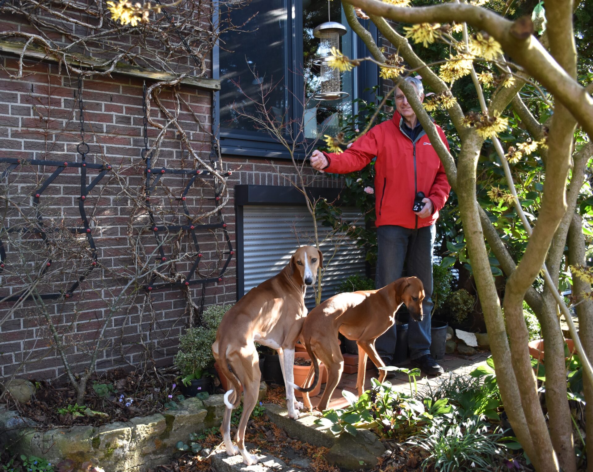 Wolf Cayyat Sherifa Hamamelis