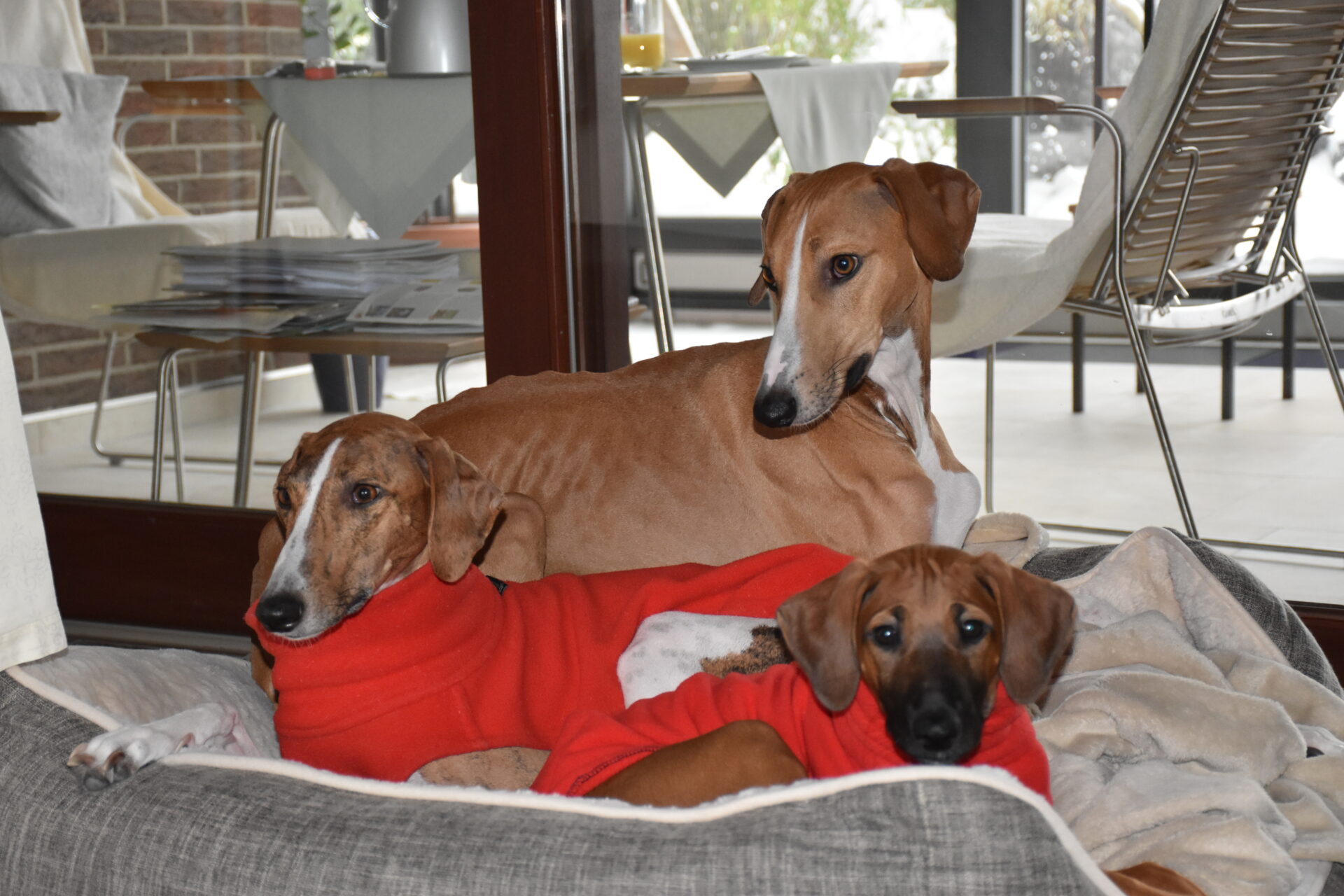 alle drei Körbchen